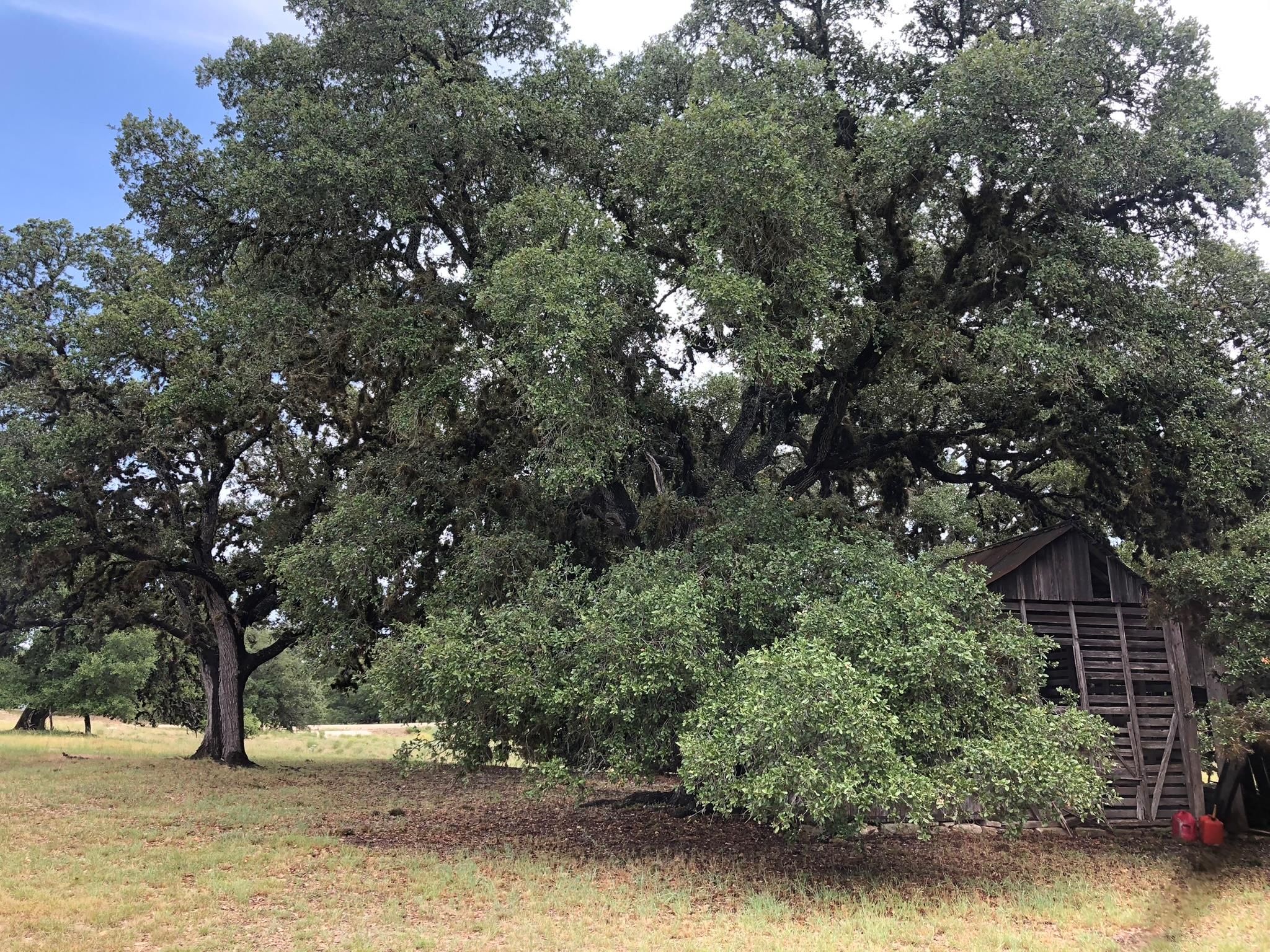 124 E Purple Sage Trl, Blanco, TX 78606