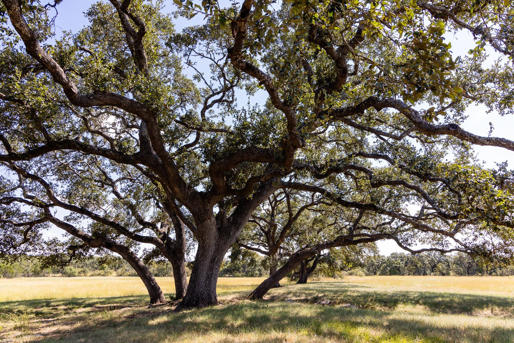 3551 RM 2325, Wimberley, TX 78676