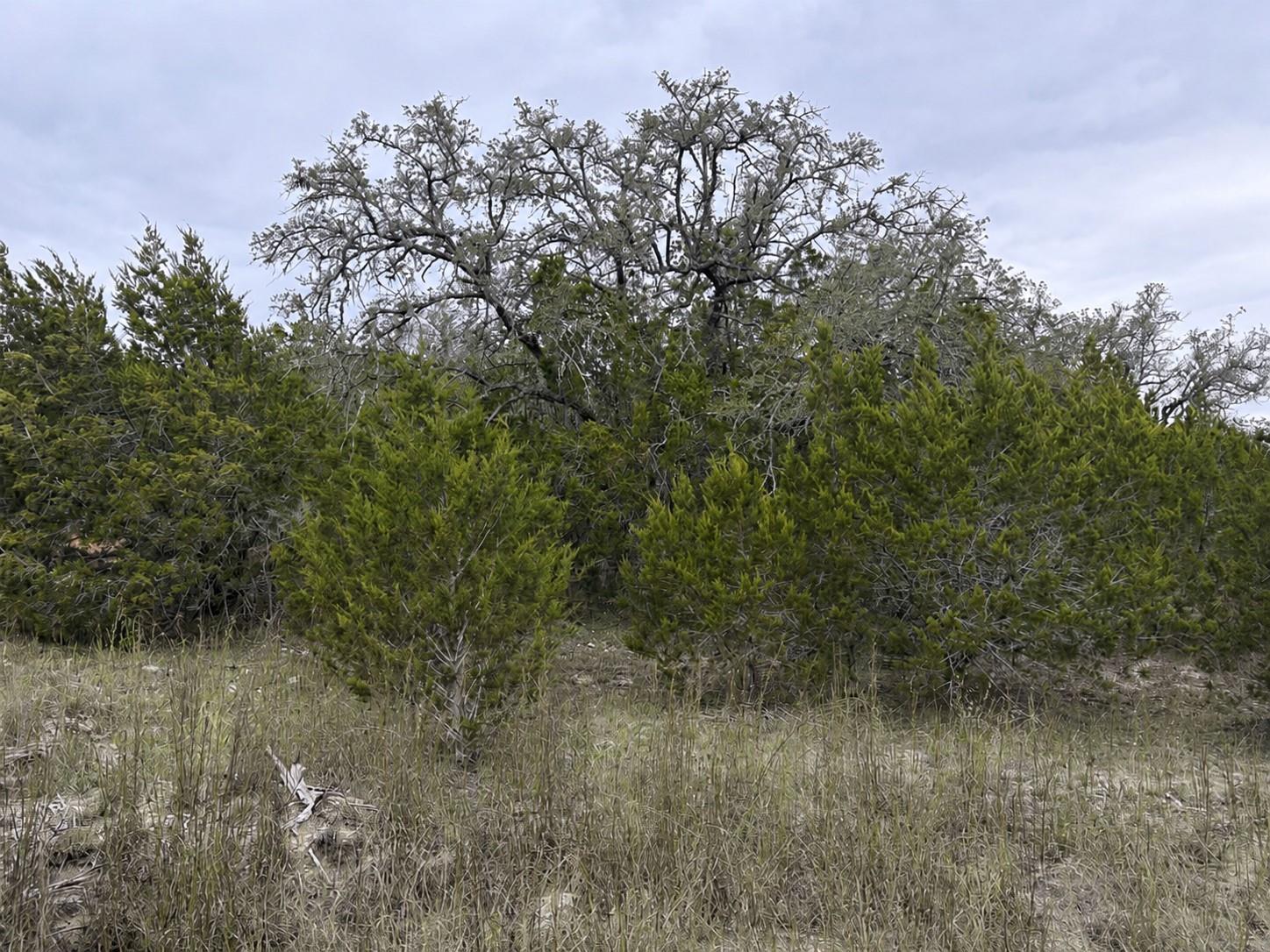 Lot 20E Overland Stage Rd, Dripping Springs, TX 78620