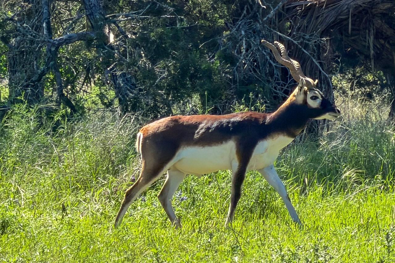 993 Blackbuck Ridge Dr, Lampasas, TX 76550