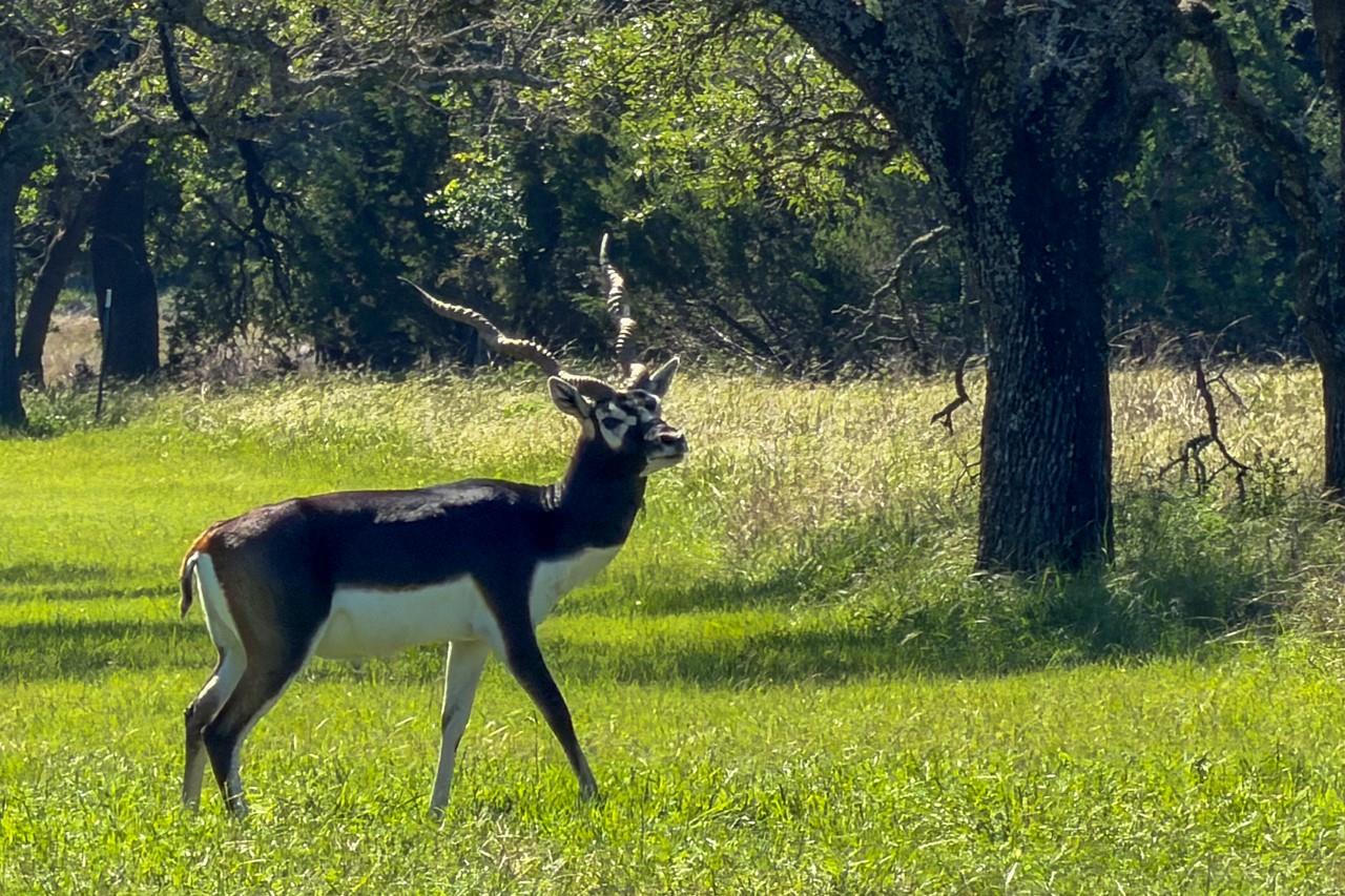 993 Blackbuck Ridge Dr, Lampasas, TX 76550