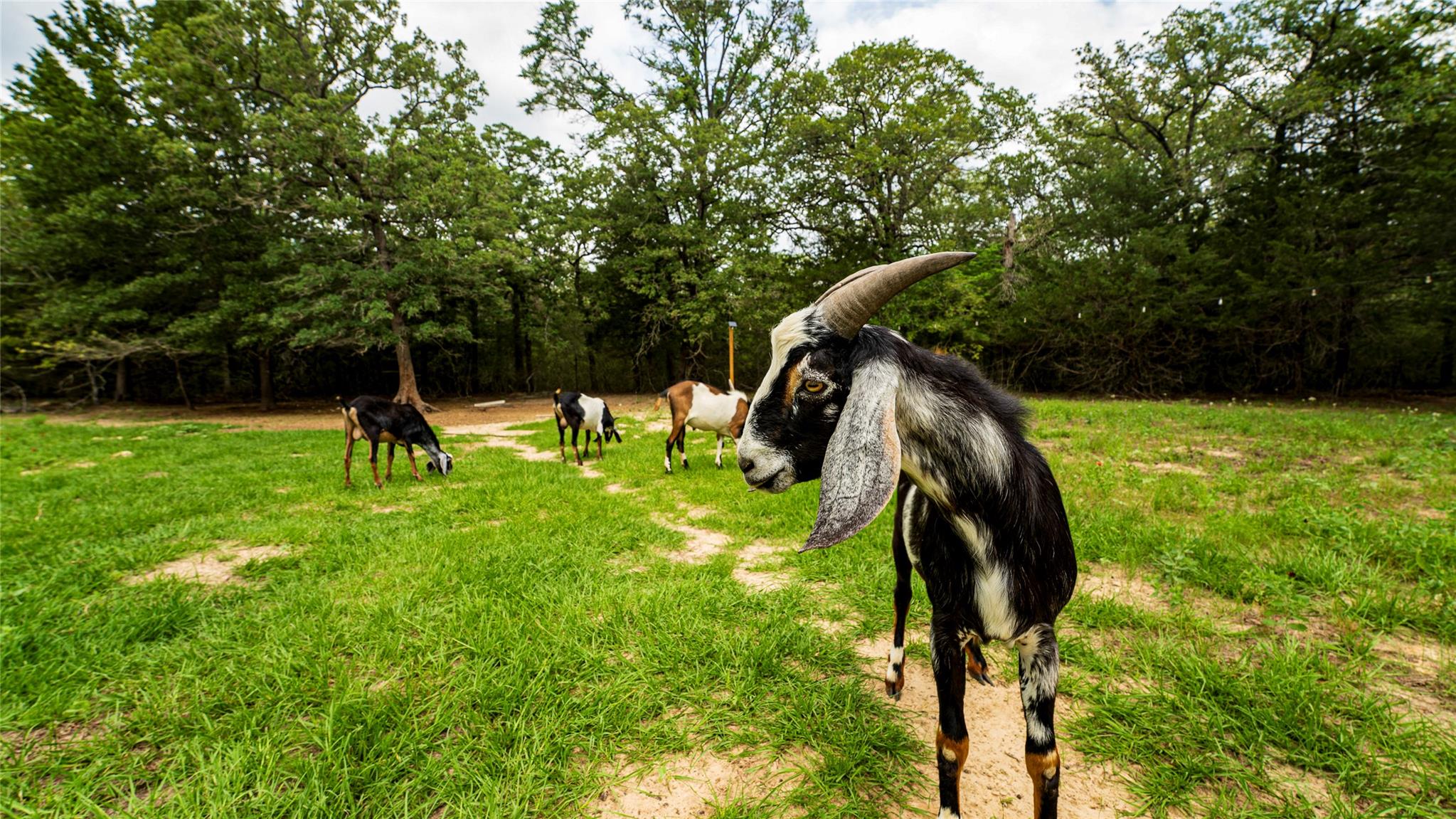 5632 County Road 317, Caldwell, TX 77836