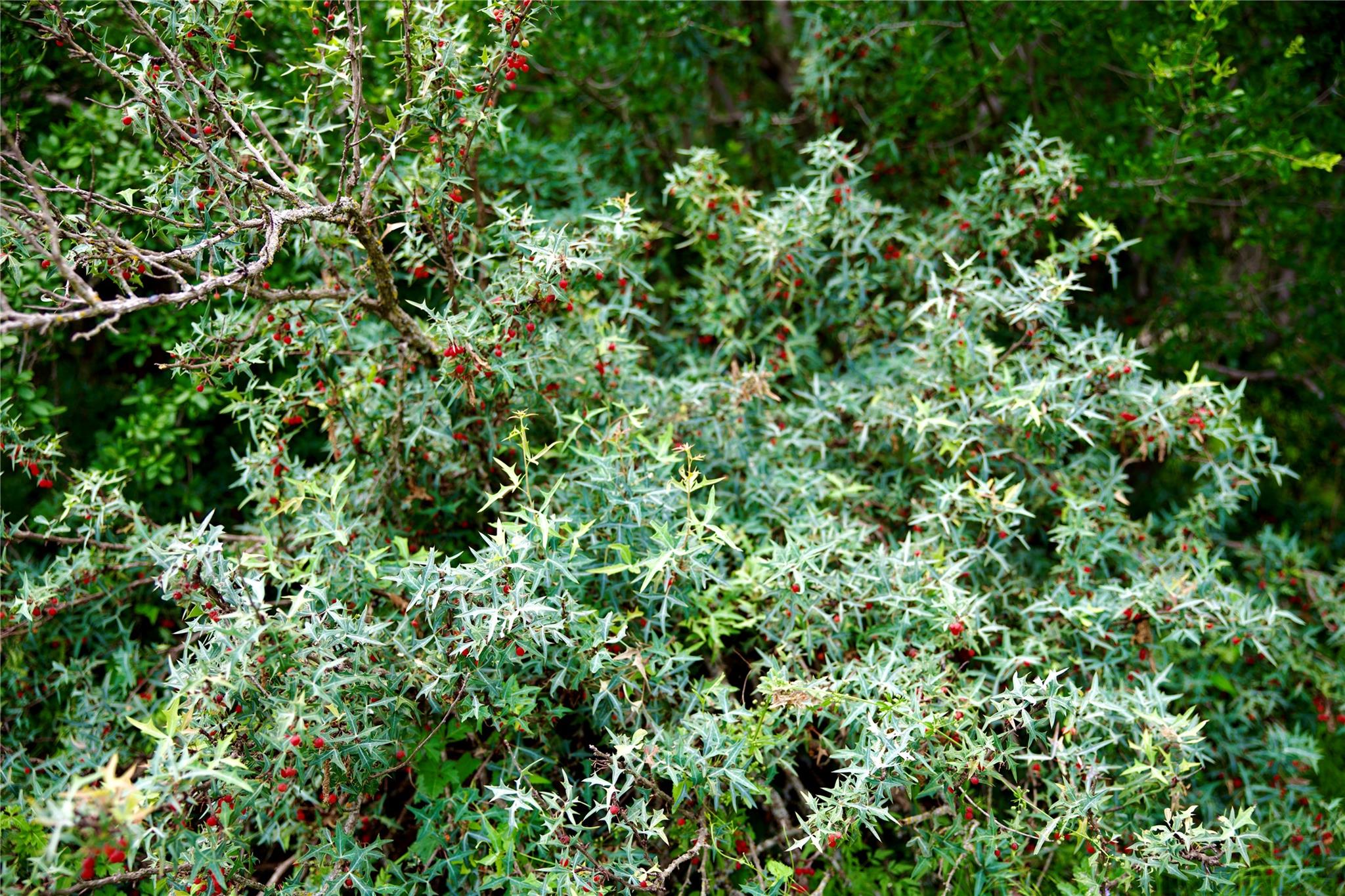 LOT MCE 2-A Chestnut Xing, Burnet, TX 78611