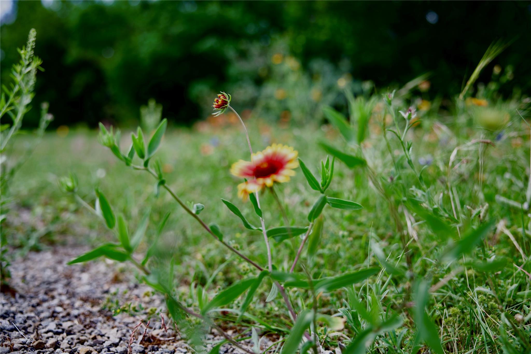 LOT MCE 2-A Chestnut Xing, Burnet, TX 78611