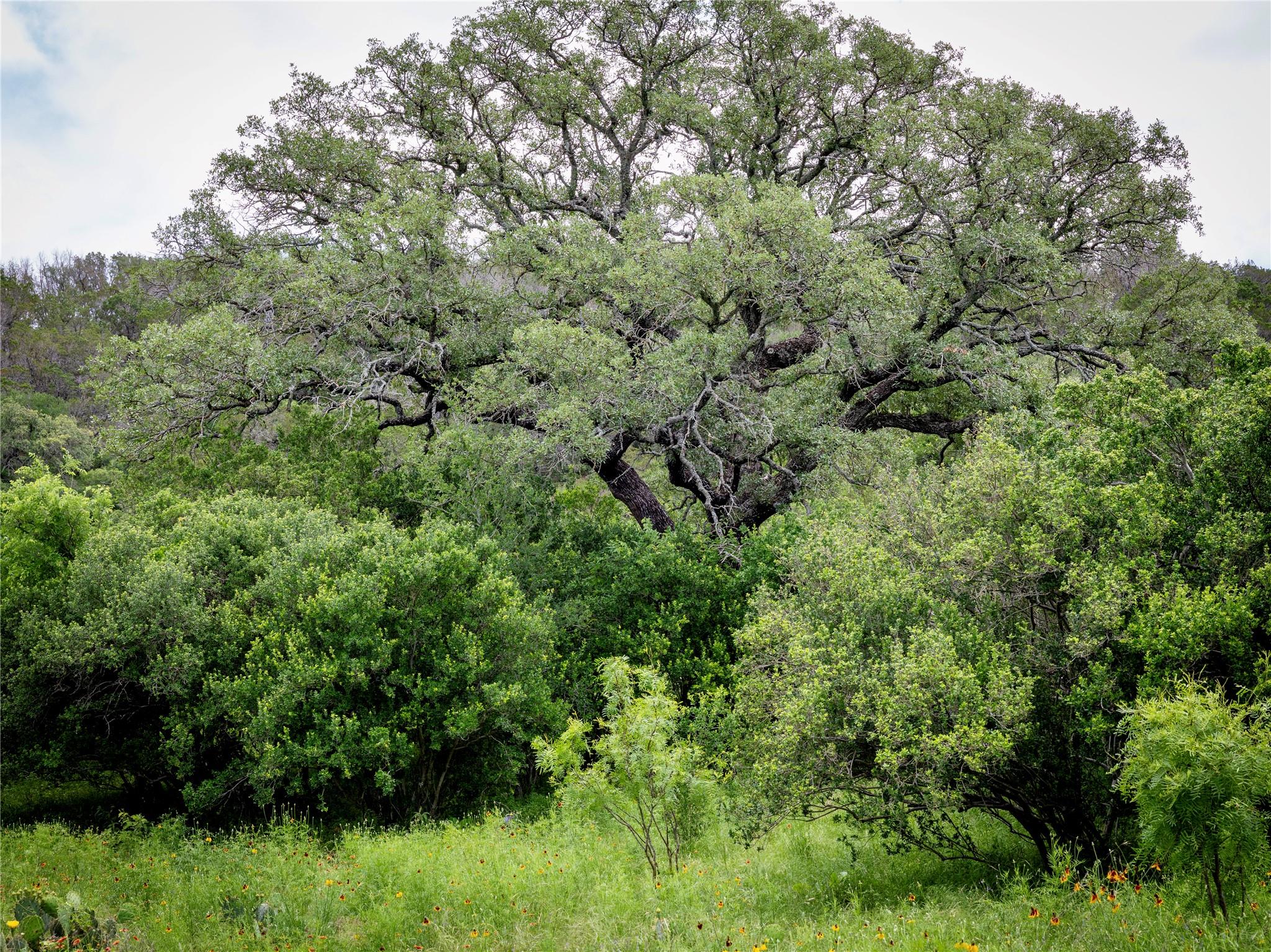 LOT MCE 2-A Chestnut Xing, Burnet, TX 78611