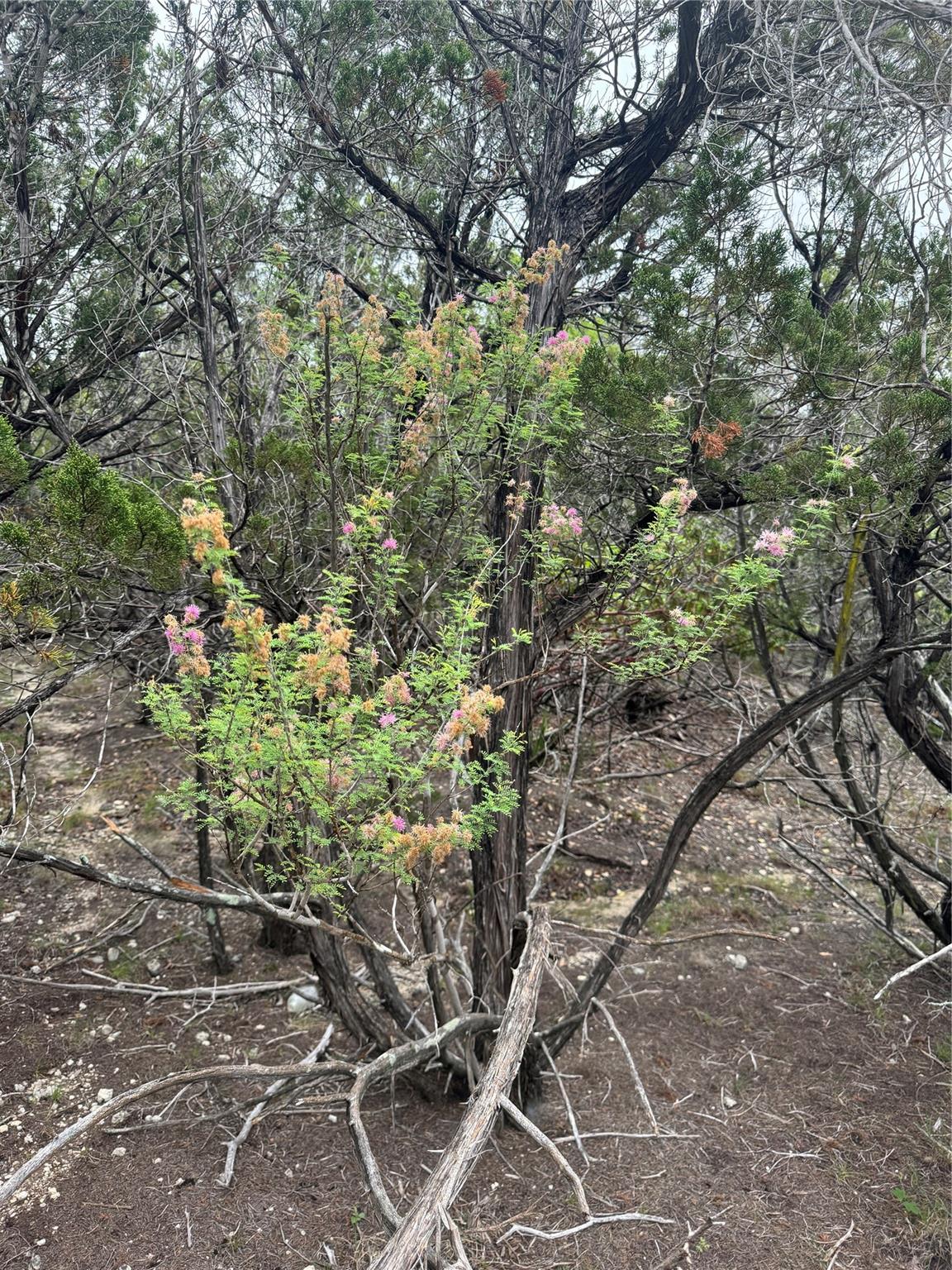 N/A Windy Hills Rd, Dripping Springs, TX 78620