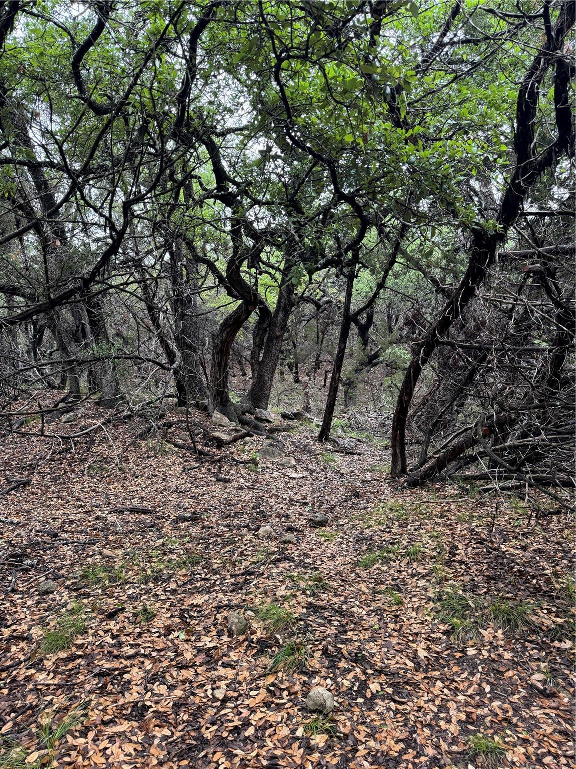 N/A Windy Hills Rd, Dripping Springs, TX 78620