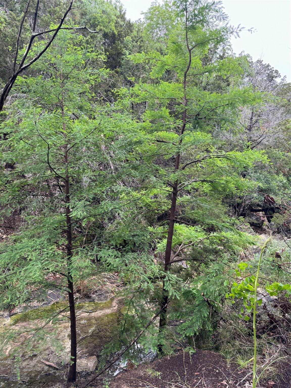 N/A Windy Hills Rd, Dripping Springs, TX 78620