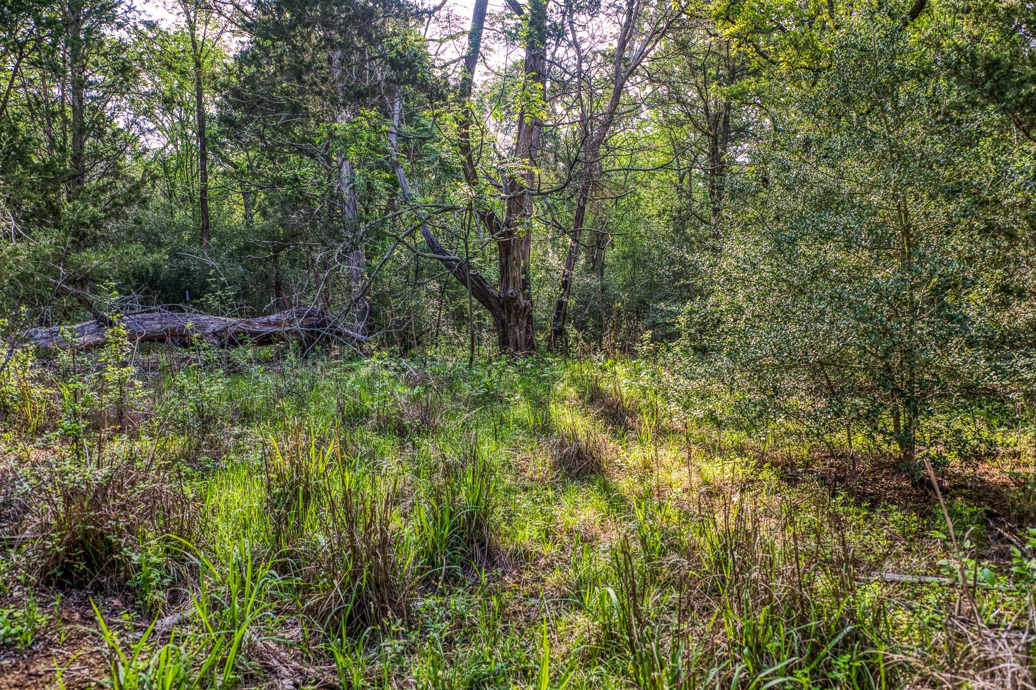 242 Cody Ln, Bastrop, TX 78602