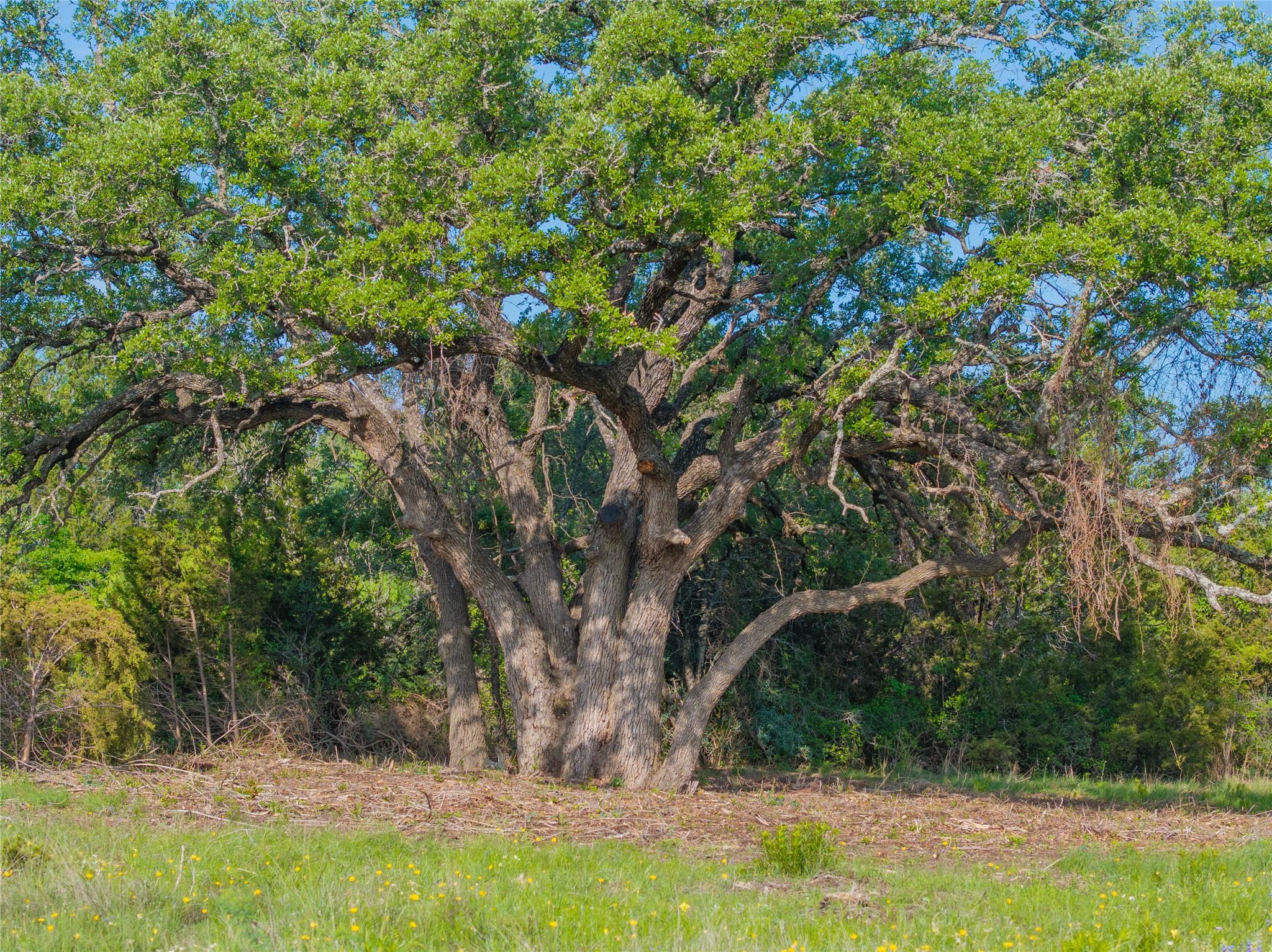 000 CR103, Burnet, TX 76550