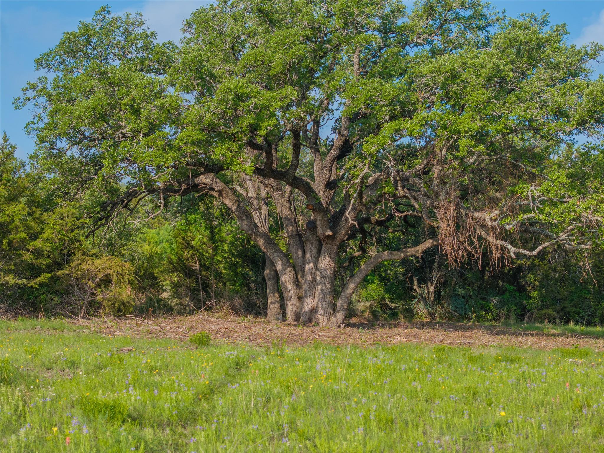 000 CR103, Burnet, TX 76550