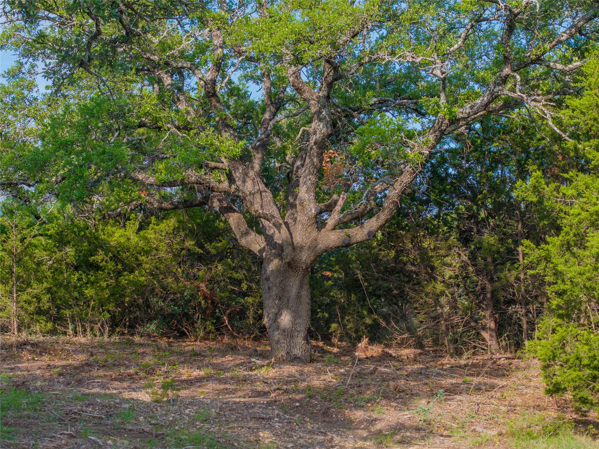 000 CR103, Burnet, TX 76550