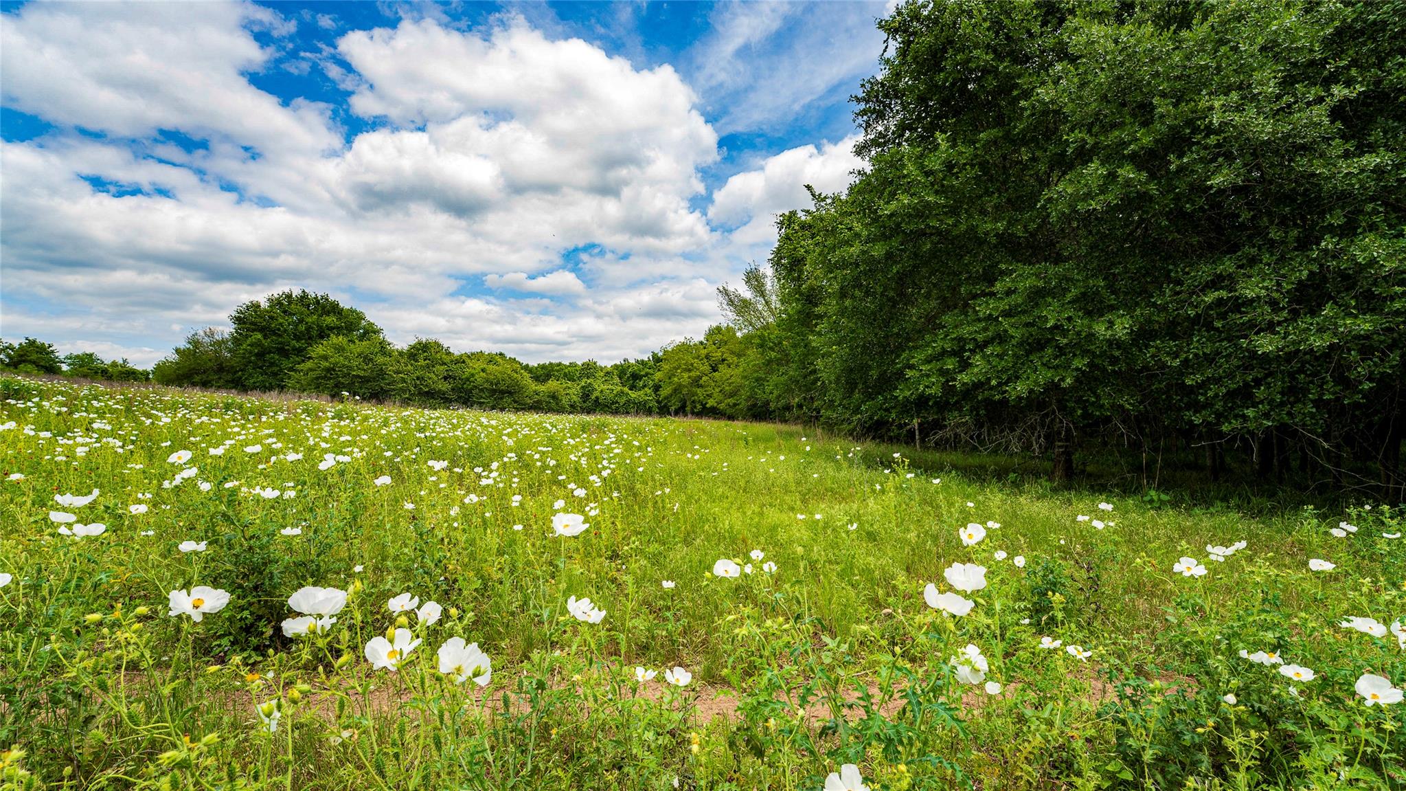 ESMT County Road 302, Rockdale, TX 78947