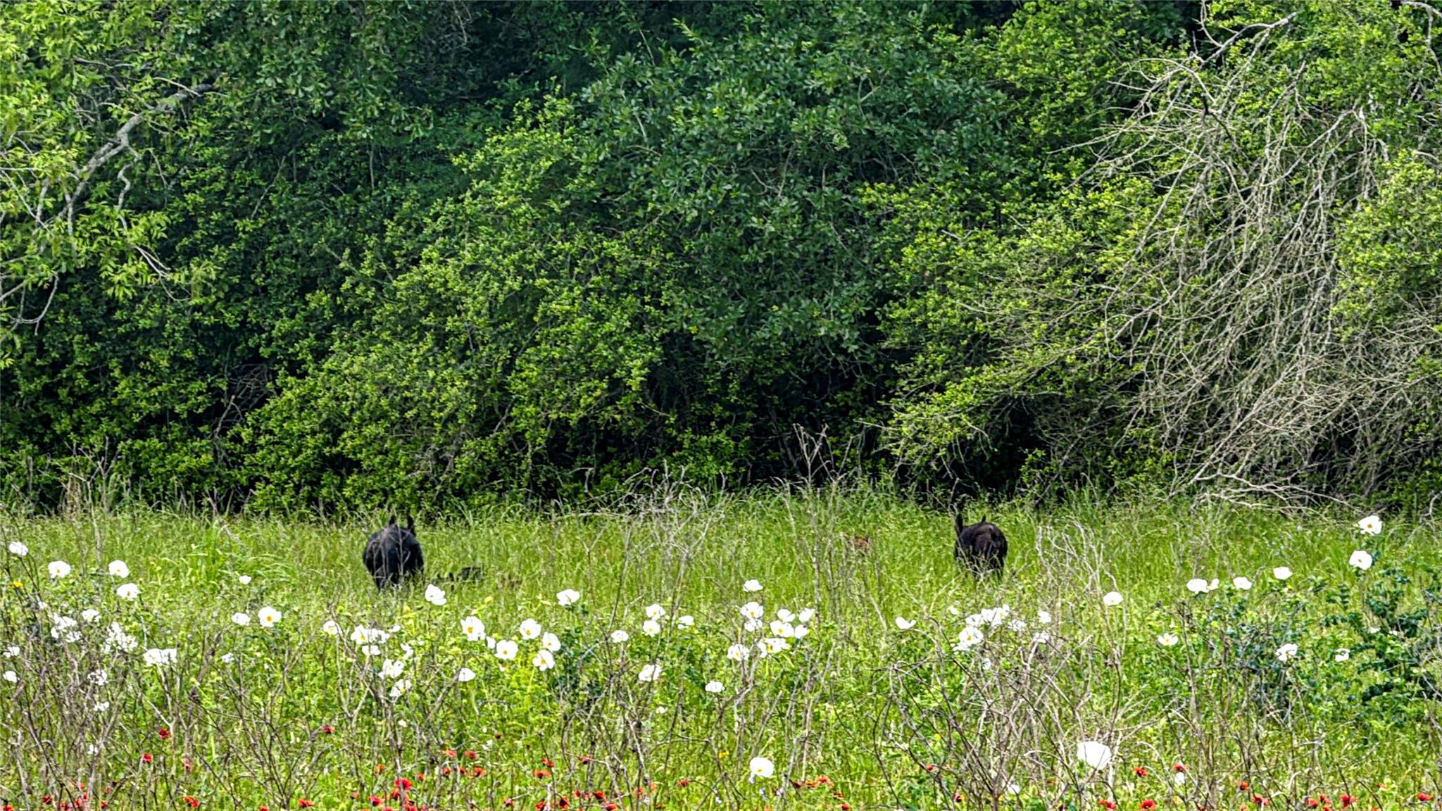 ESMT County Road 302, Rockdale, TX 78947