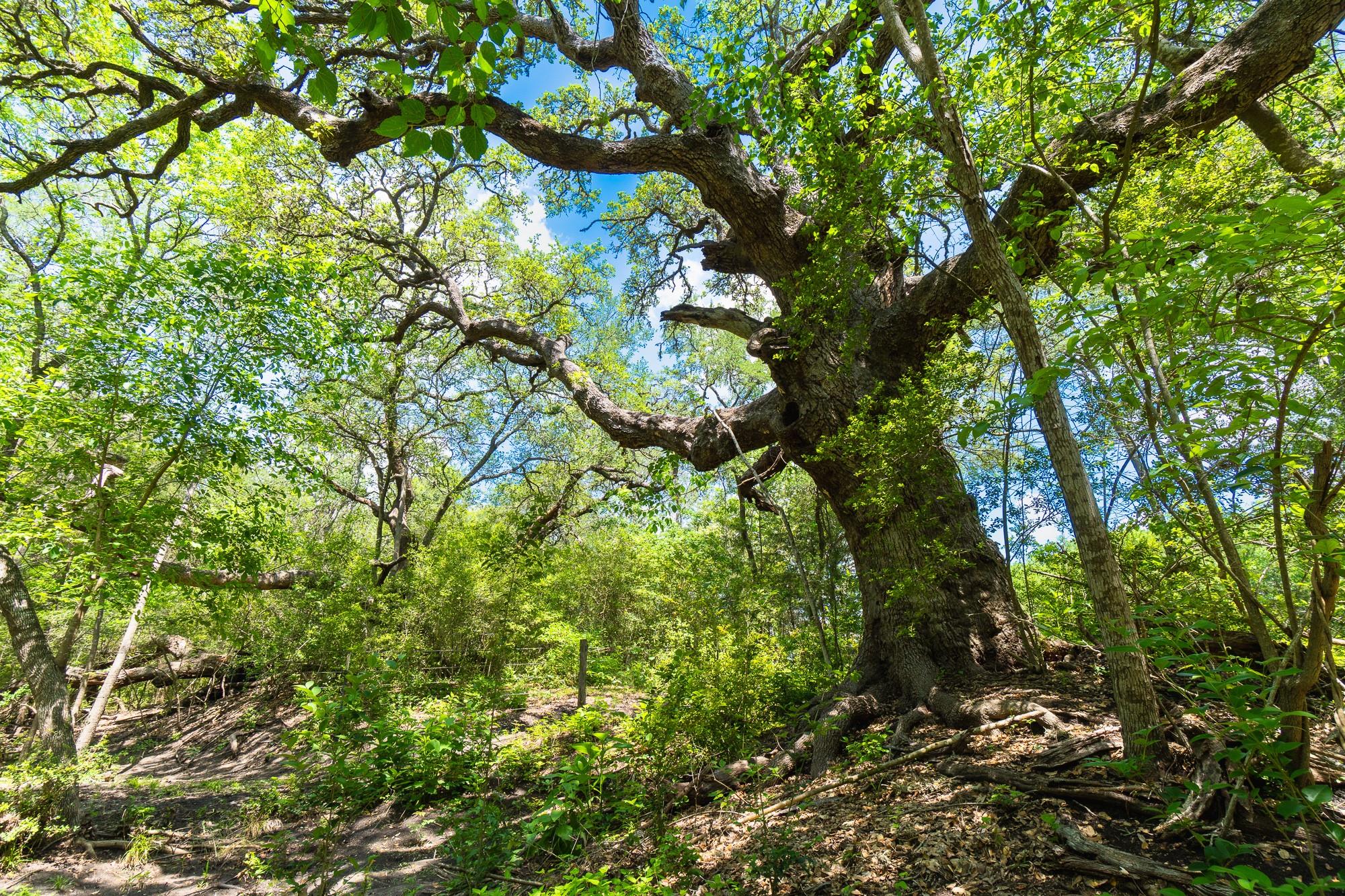 5018 Wolters Rd, Schulenburg, TX 78956