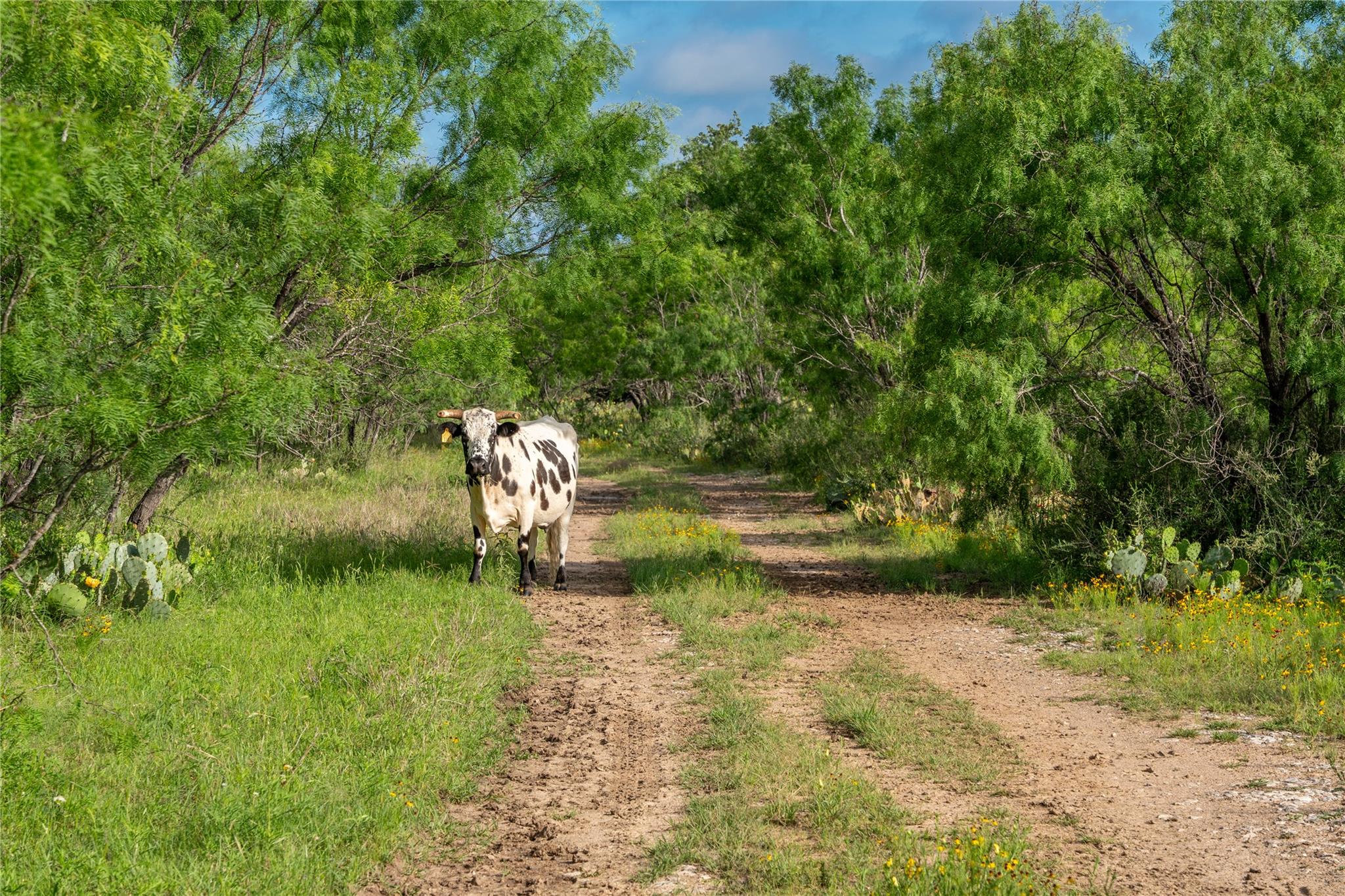 3501 CR120, Marble Falls, TX 78654