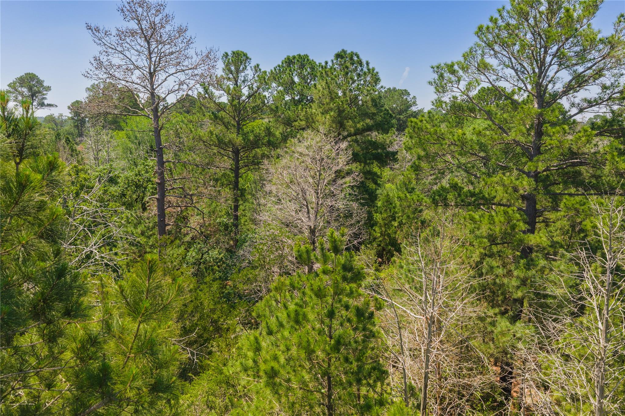 224 Pine Valley Dr, Paige, TX 78659