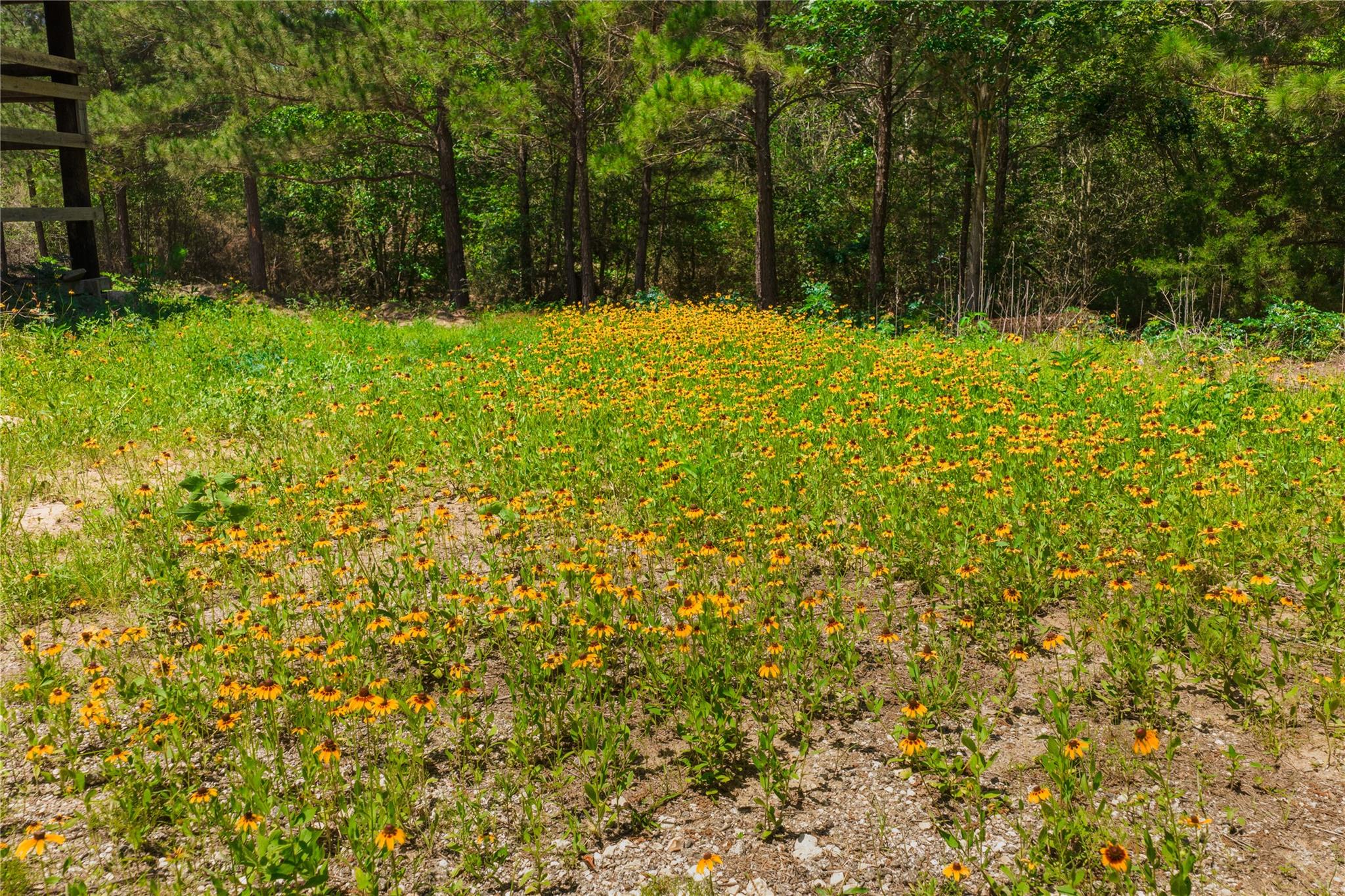 224 Pine Valley Dr, Paige, TX 78659