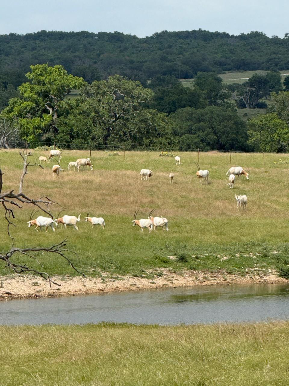 9 N Hcr 624 Rd, Goldthwaite, TX 76844