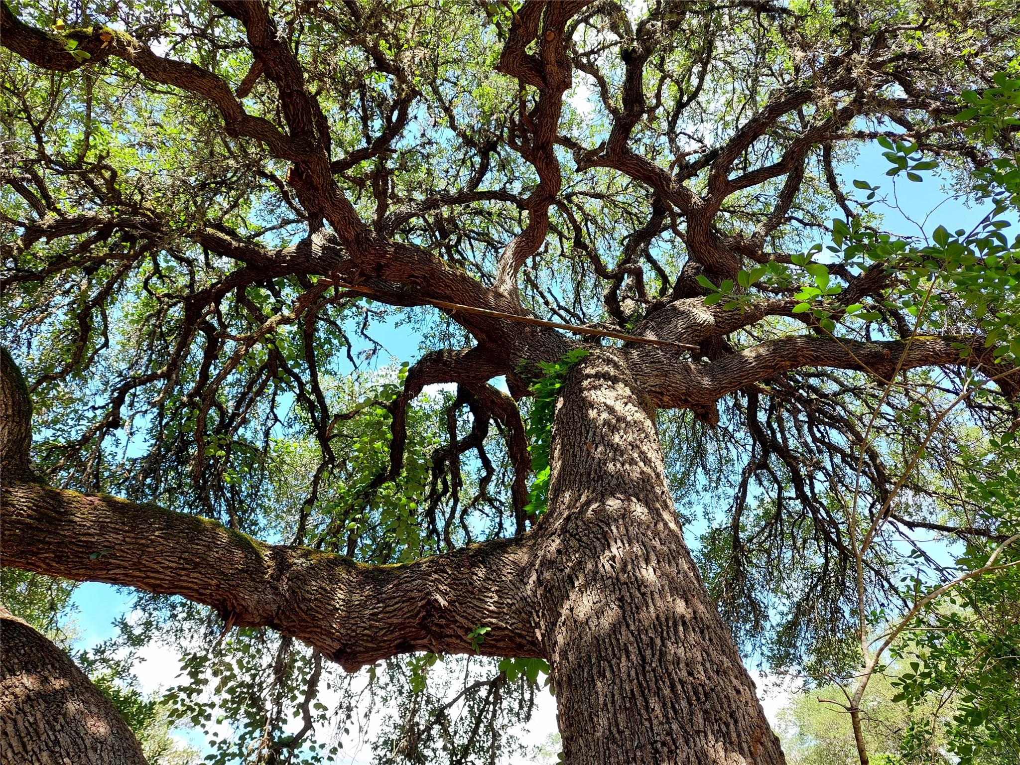 4553 McCall Creek Rd, Blanco, TX 78606