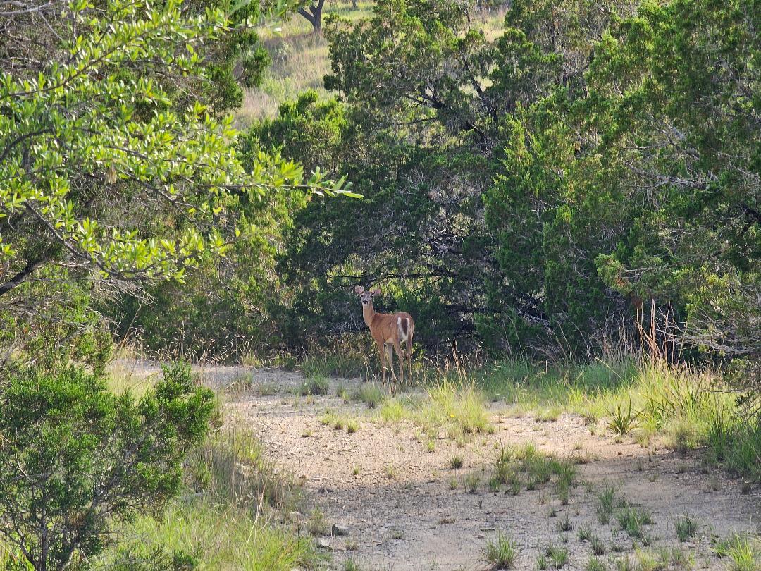 20208 Thurman Bend Rd, Spicewood, TX 78669
