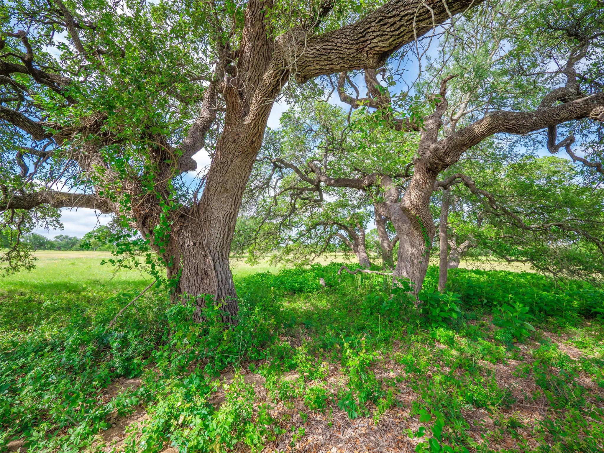 202 Mason Ct, Driftwood, TX 78619