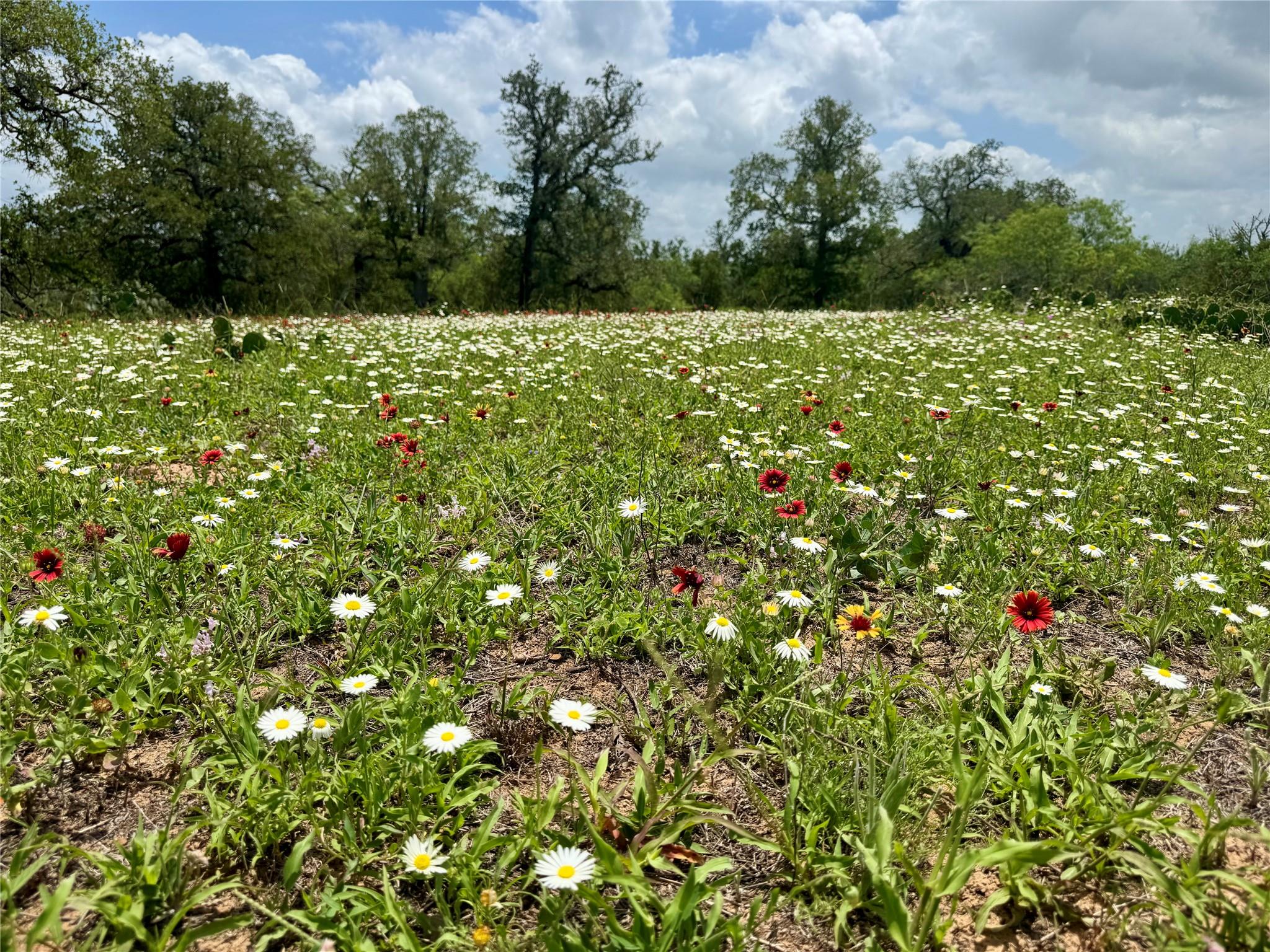 0 Batey Rd, Nixon, TX 78140