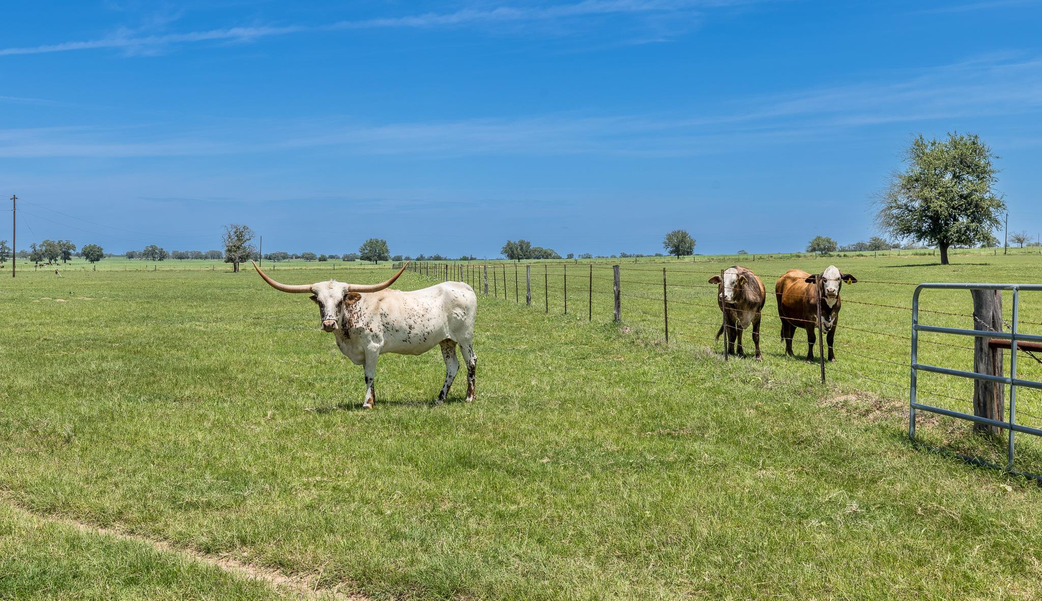 605 Fm 1682, Leesville, TX 78122