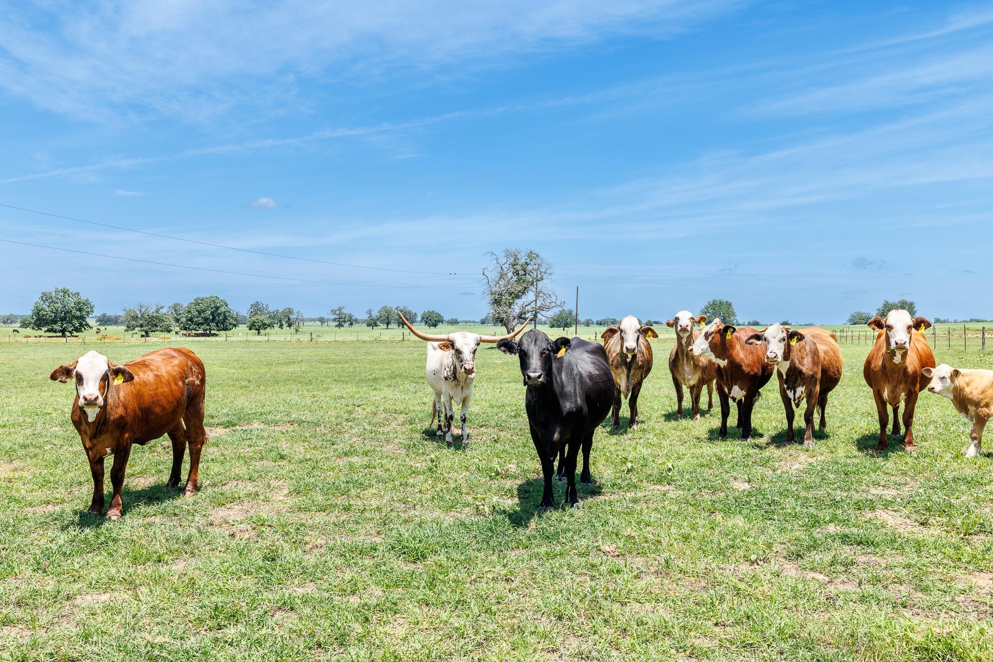 605 Fm 1682, Leesville, TX 78122