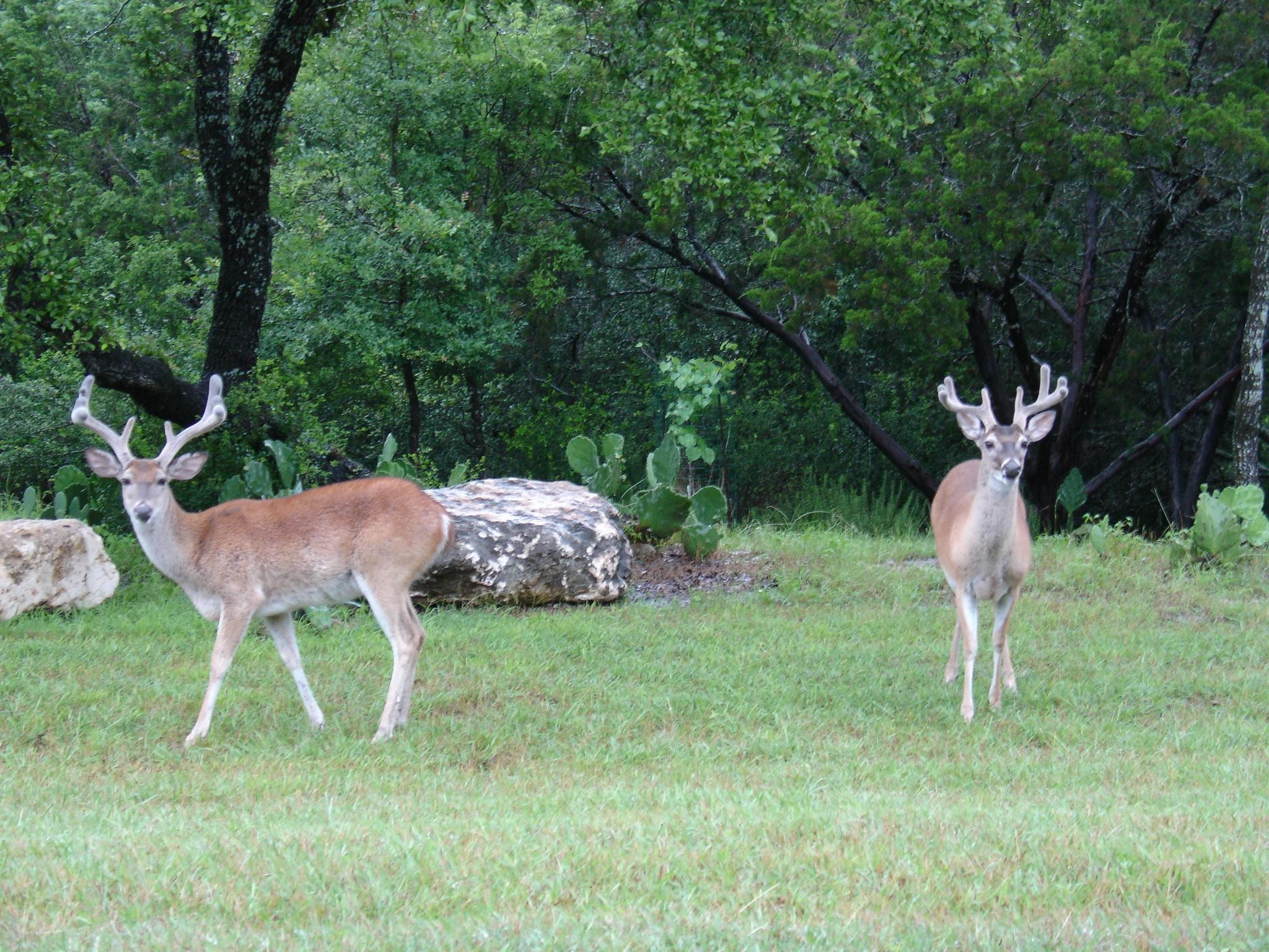 424 (Lot 234) Coventry Rd, Spicewood, TX 78669