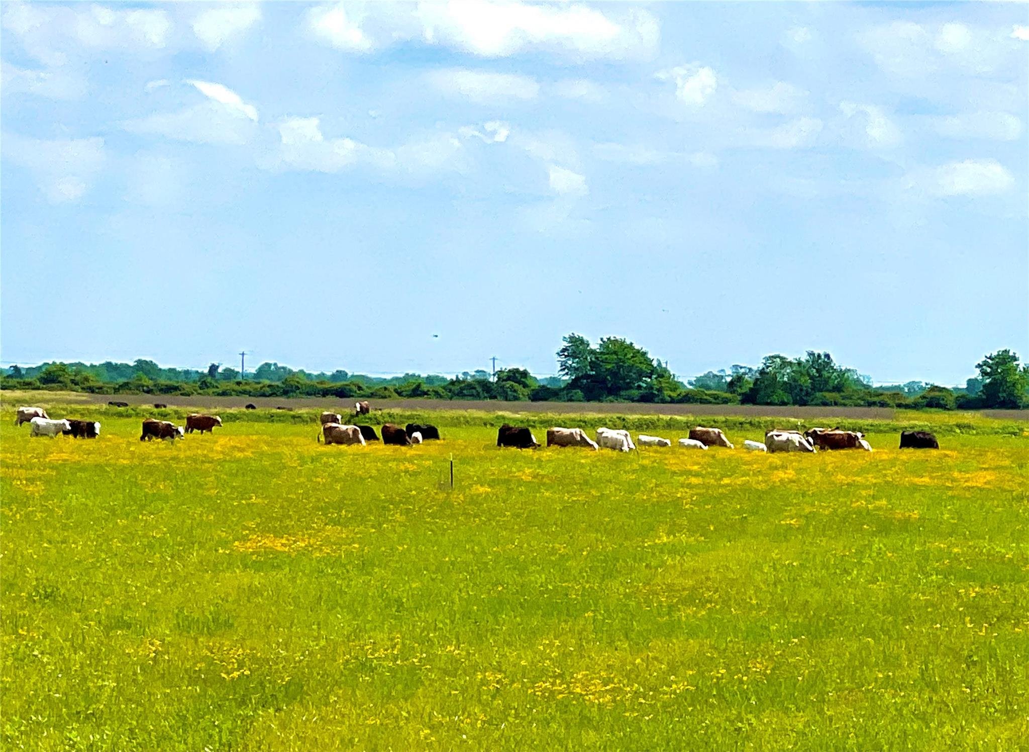 TBD Tract 4 Beal Rd, Eagle Lake, TX 77434