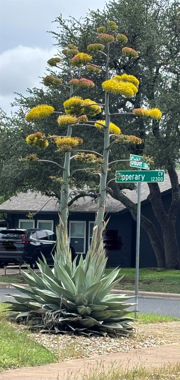 12309 Tipperary Cv, Austin, TX 78759