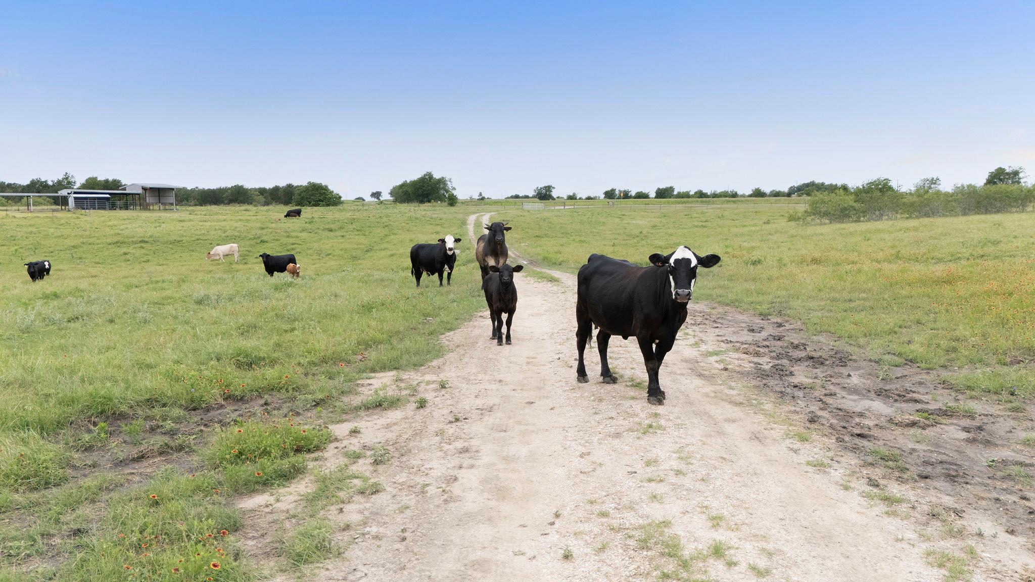 51 County Road 436, Thrall, TX 76578