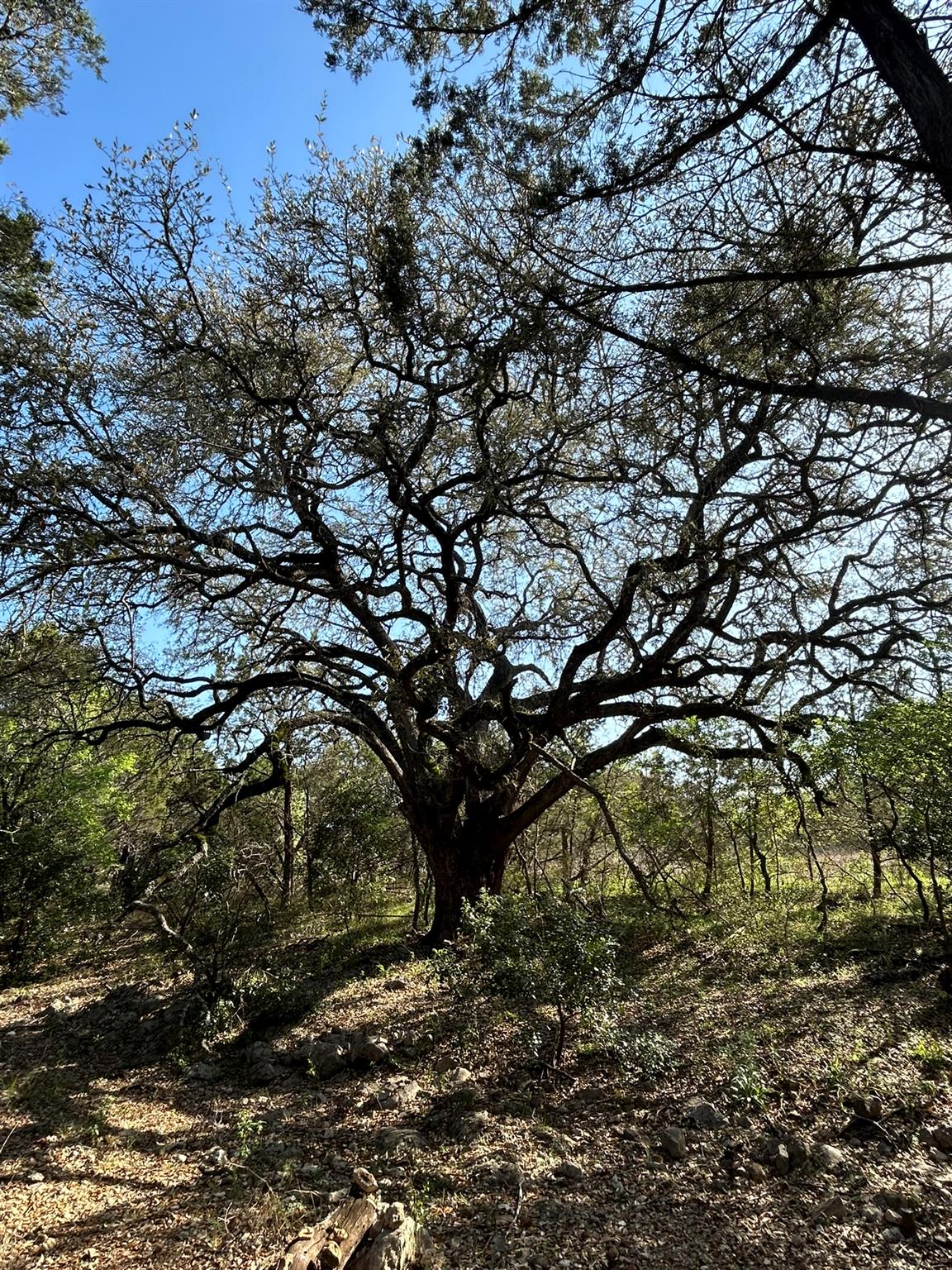 500 Owl Hollow Rd, San Marcos, TX 78666
