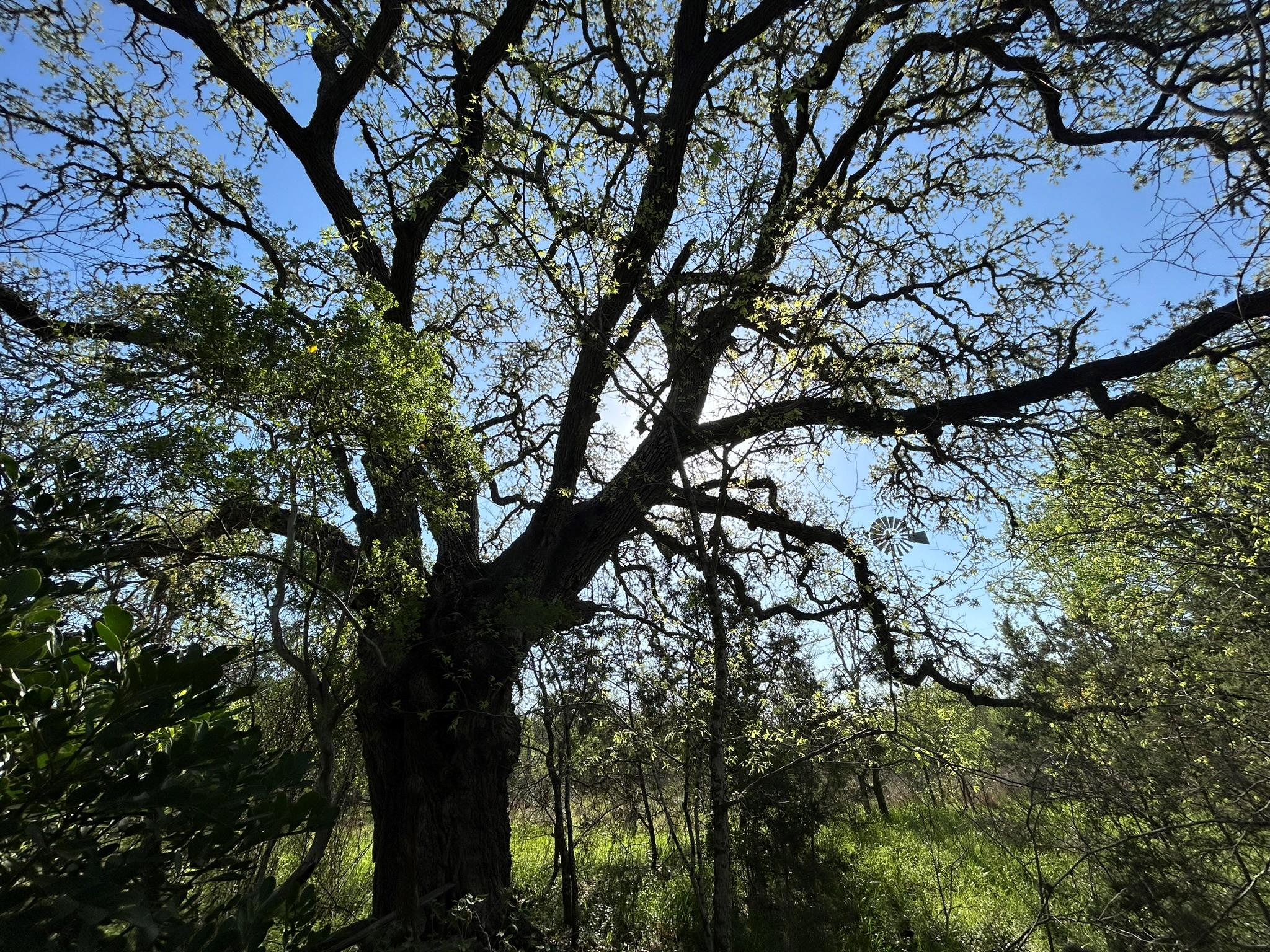 500 Owl Hollow Rd, San Marcos, TX 78666