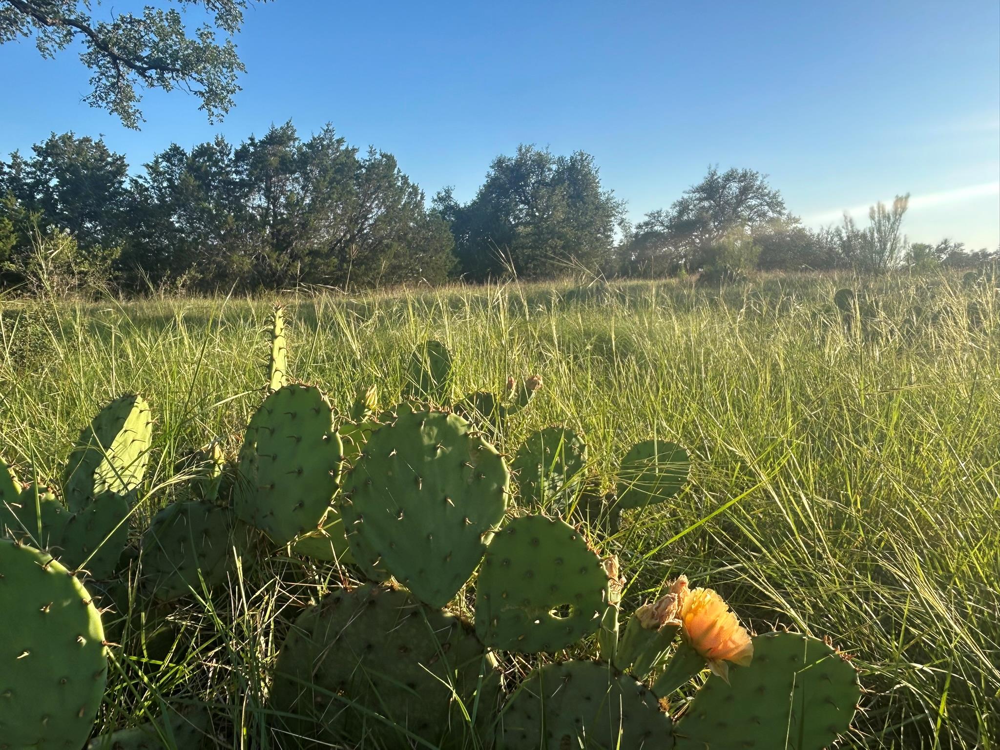 Lot 13 Legacy Hillls Dr, Johnson City, TX 78636