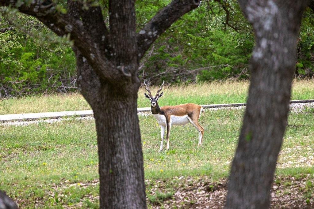 292 N Scenic Hills Ct, Blanco, TX 78606