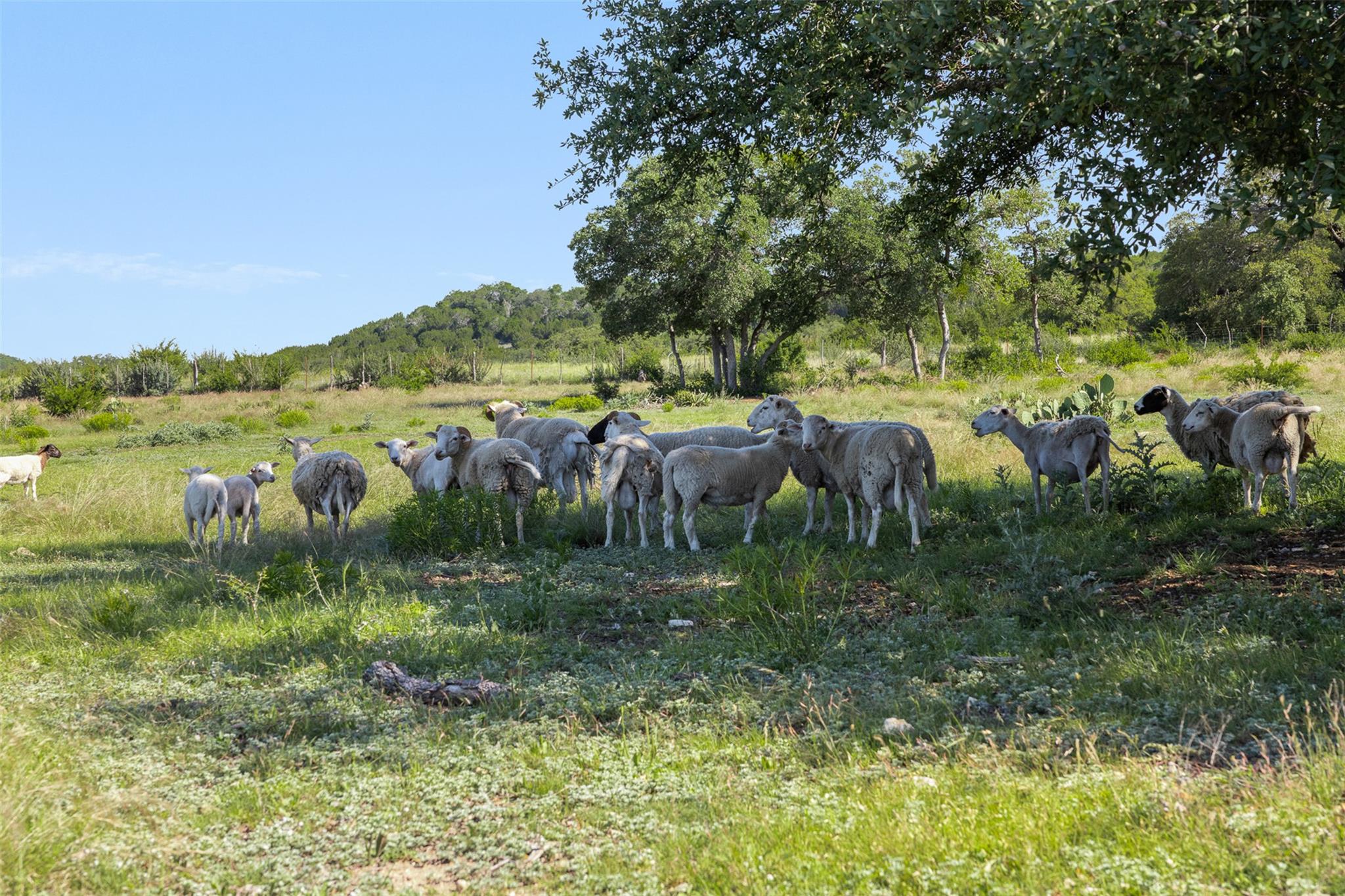 1081 County Road 1320, Lampasas, TX 76550