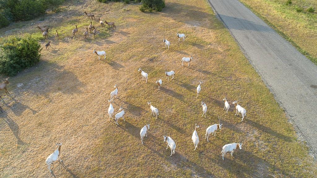 717 Bluff Ridge Trl, Blanco, TX 78606