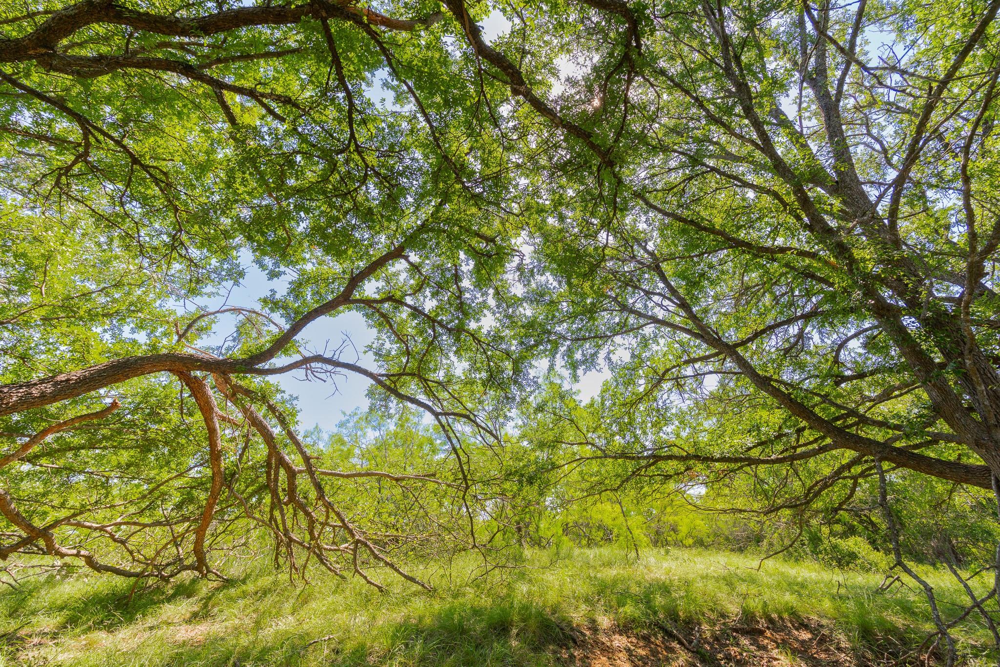 TBD County Road 180 Covered Meadows Ranch Rd, Purmela, TX 76566