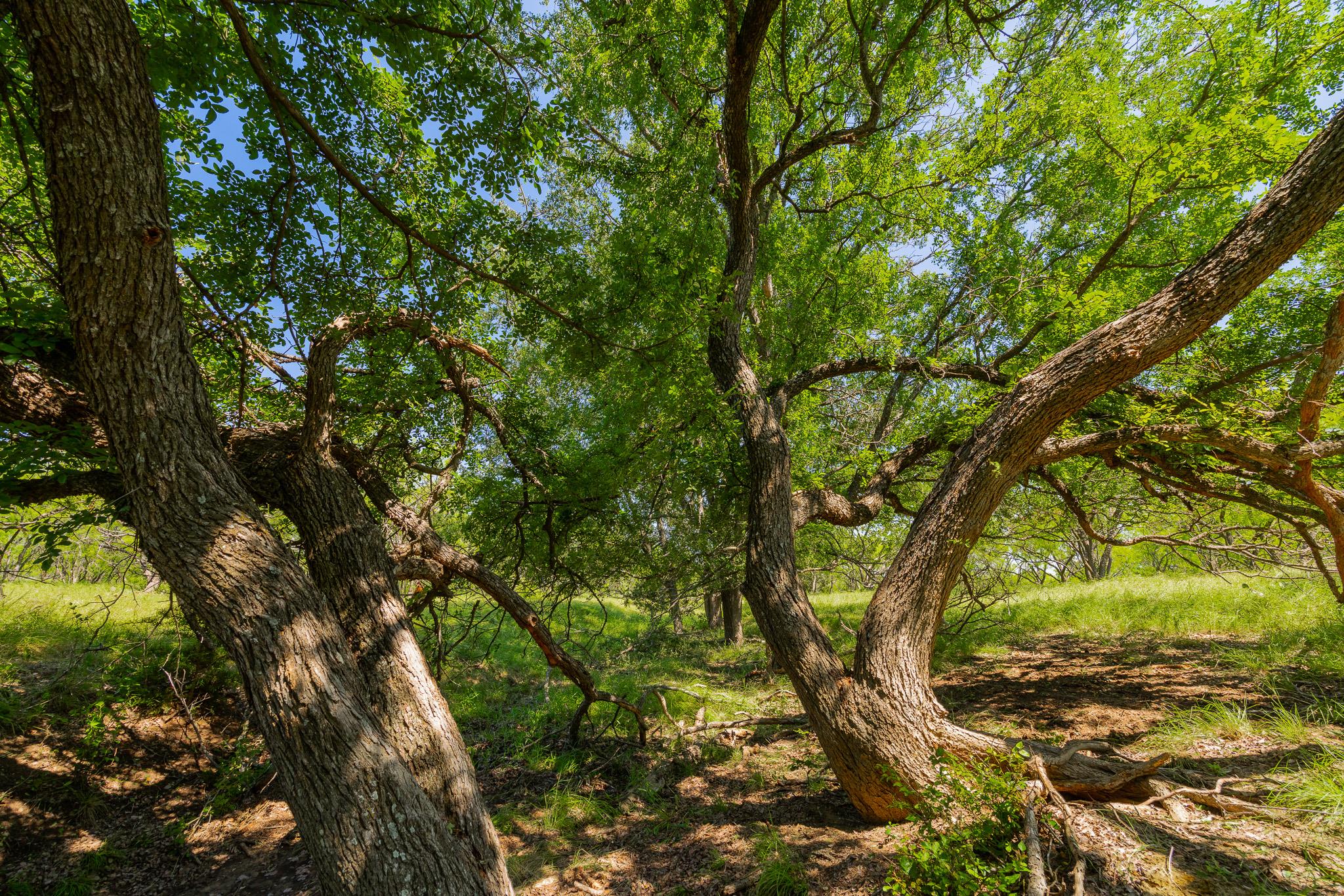 TBD County Road 180 Covered Meadows Ranch Rd, Purmela, TX 76566