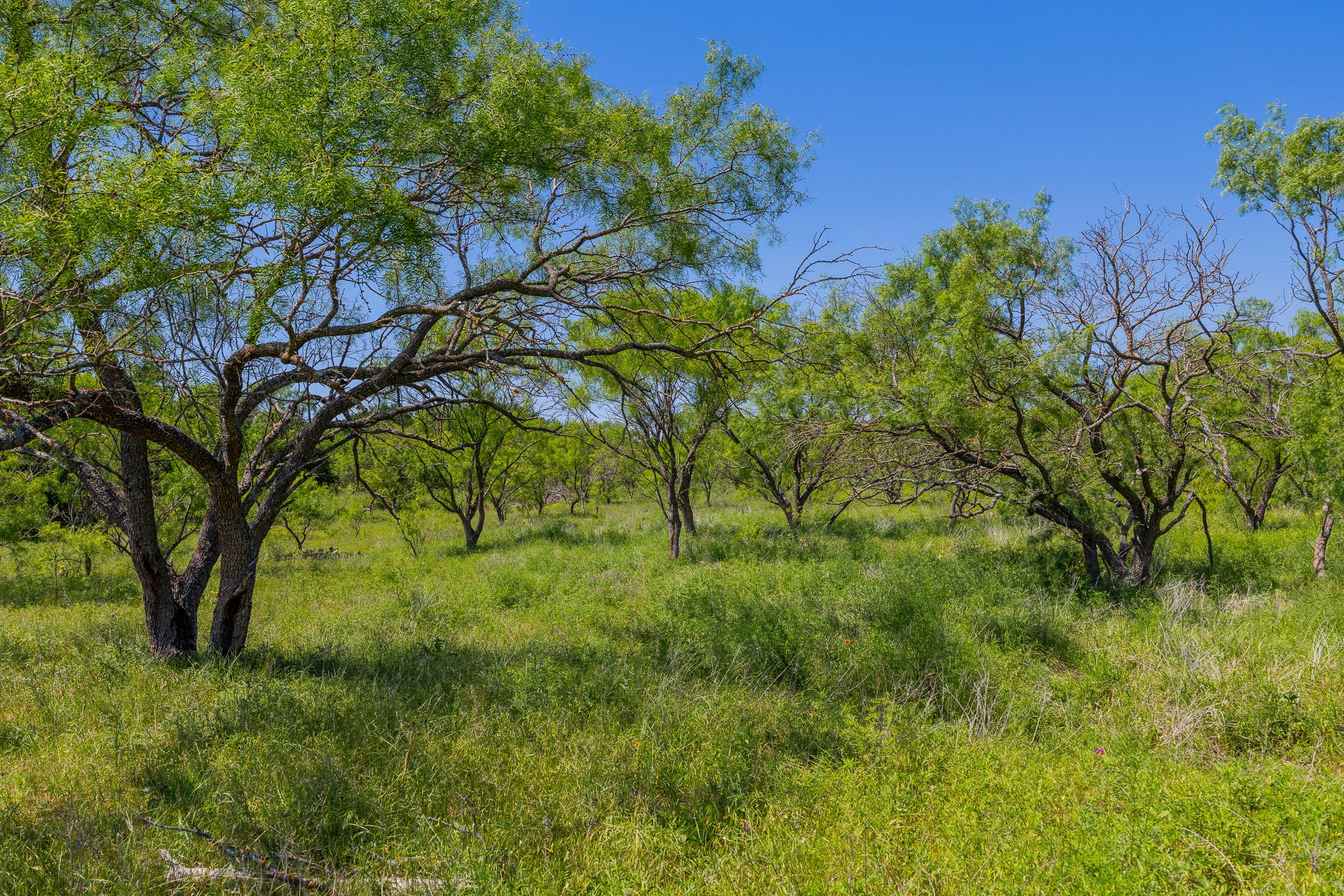 TBD County Road 180 Covered Meadows Ranch Rd, Purmela, TX 76566