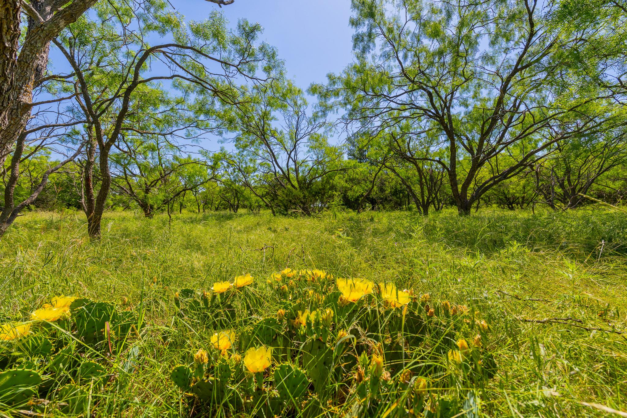 TBD County Road 180 Covered Meadows Ranch Rd, Purmela, TX 76566
