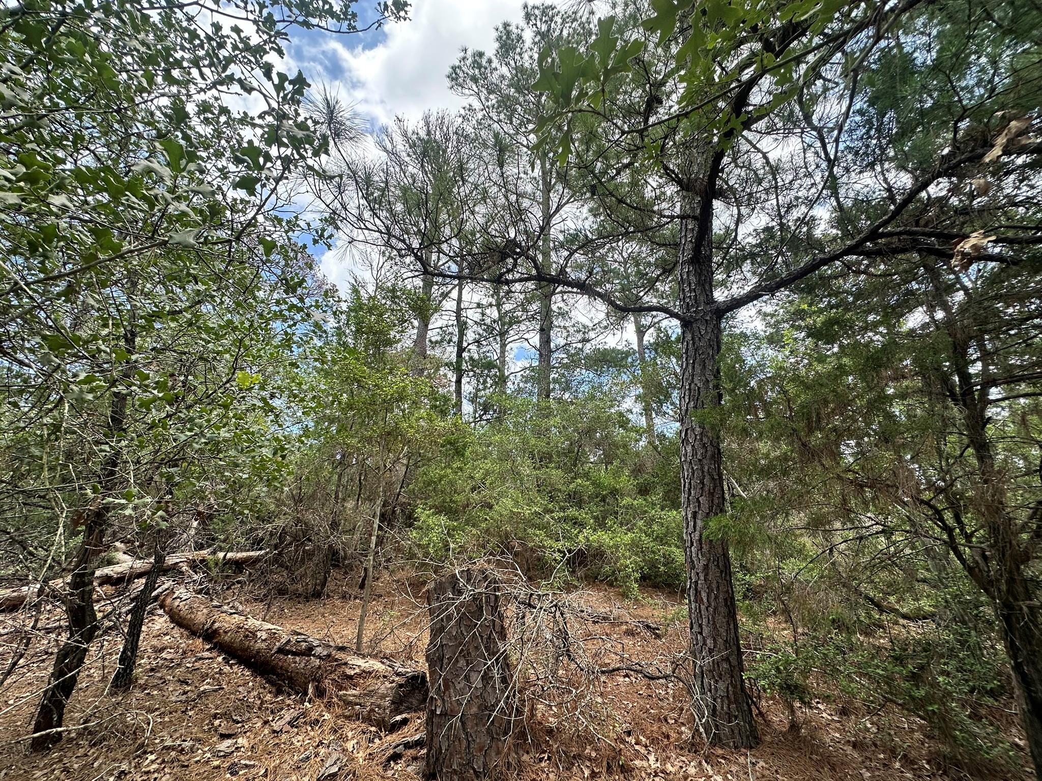 217 Helemano Dr, Bastrop, TX 78602