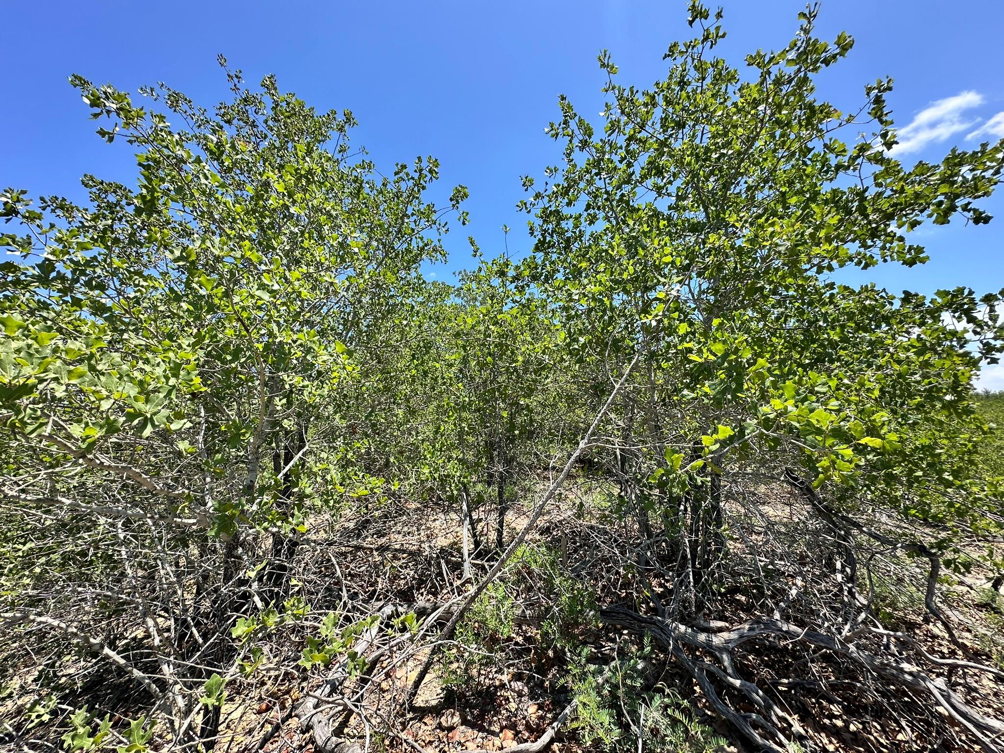 TBD Manawianui Dr, Bastrop, TX 78602