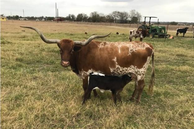 900 County Rd 124, Georgetown, TX 78626