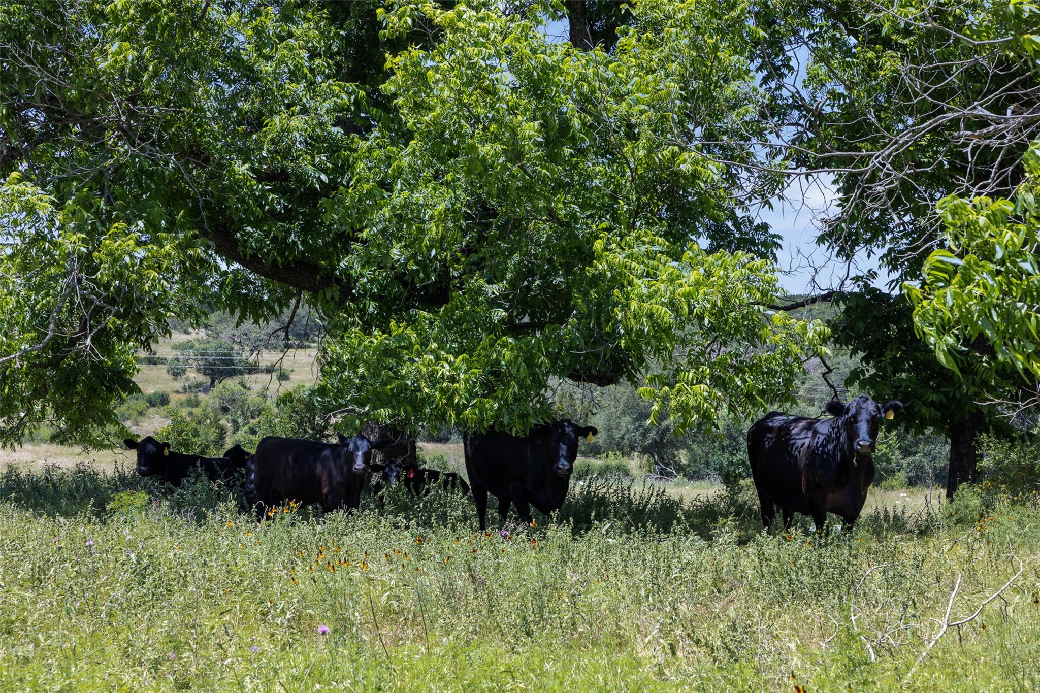 8845 Fm 2657, Briggs, TX 78608