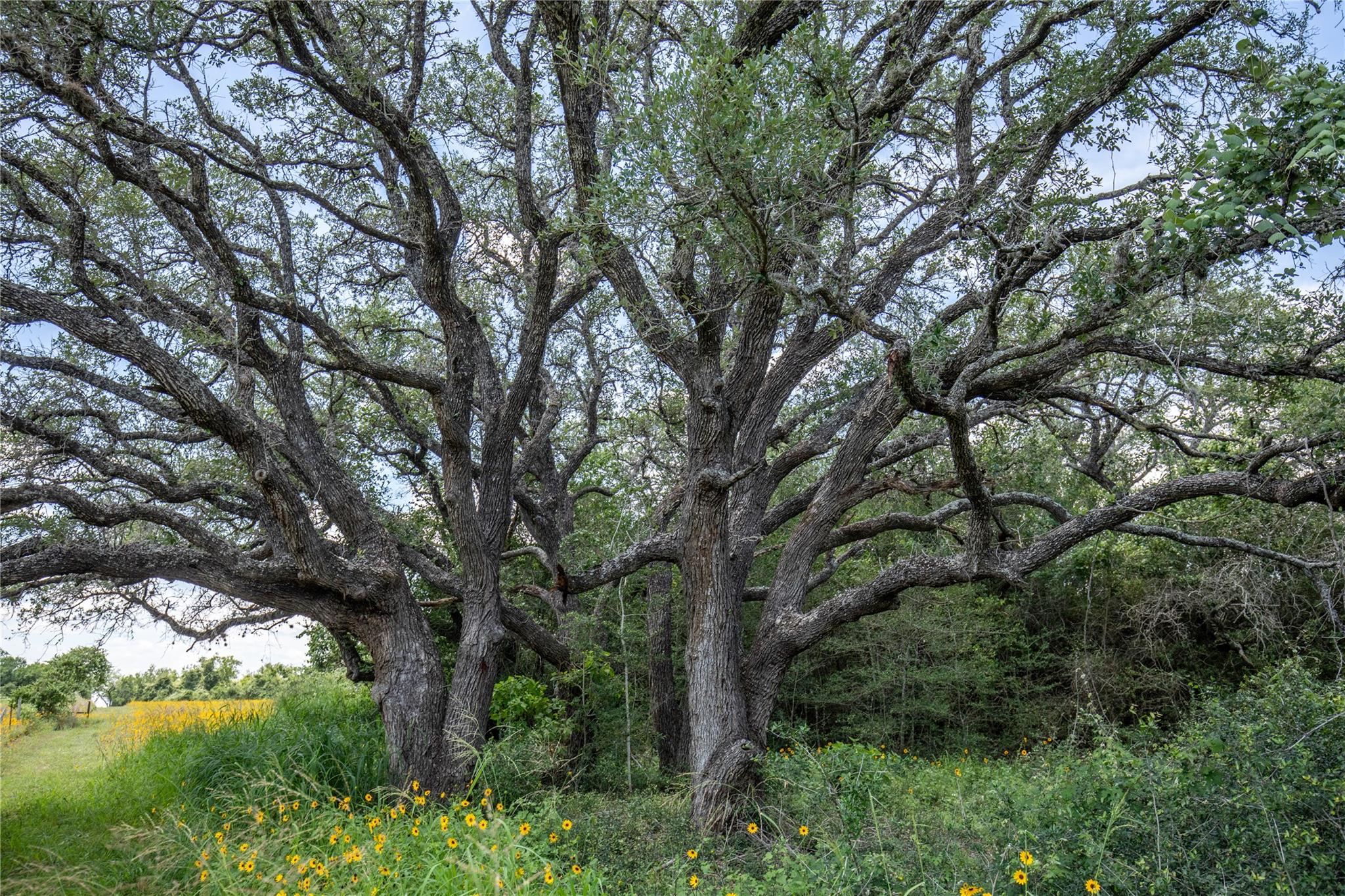 9393 Us Highway 87 E, Smiley, TX 77994