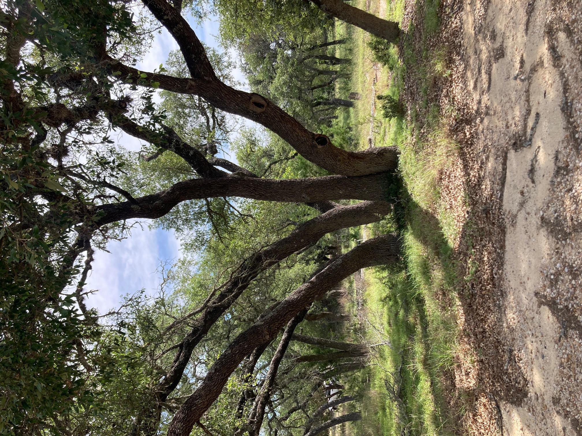 1050 Harmon Hills Rd, Dripping Springs, TX 78620