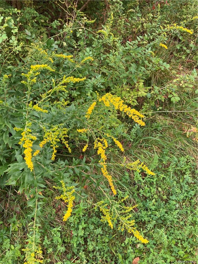 Logtown Road, Port Jervis, NY 12771